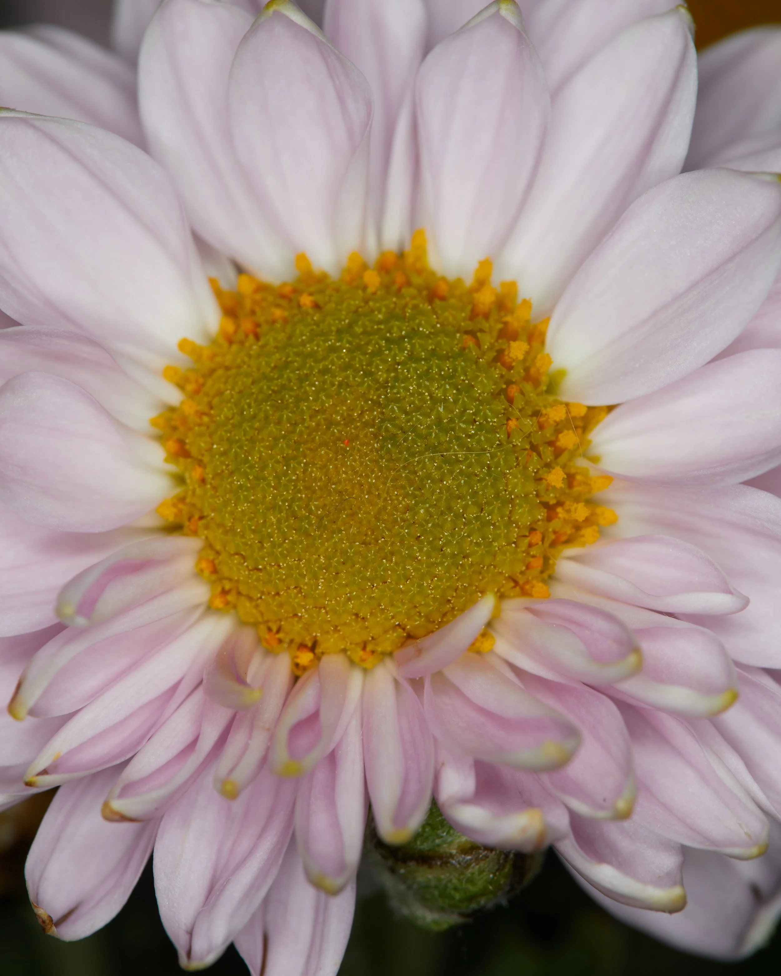 NewSeason_Blossoms0437.jpg
