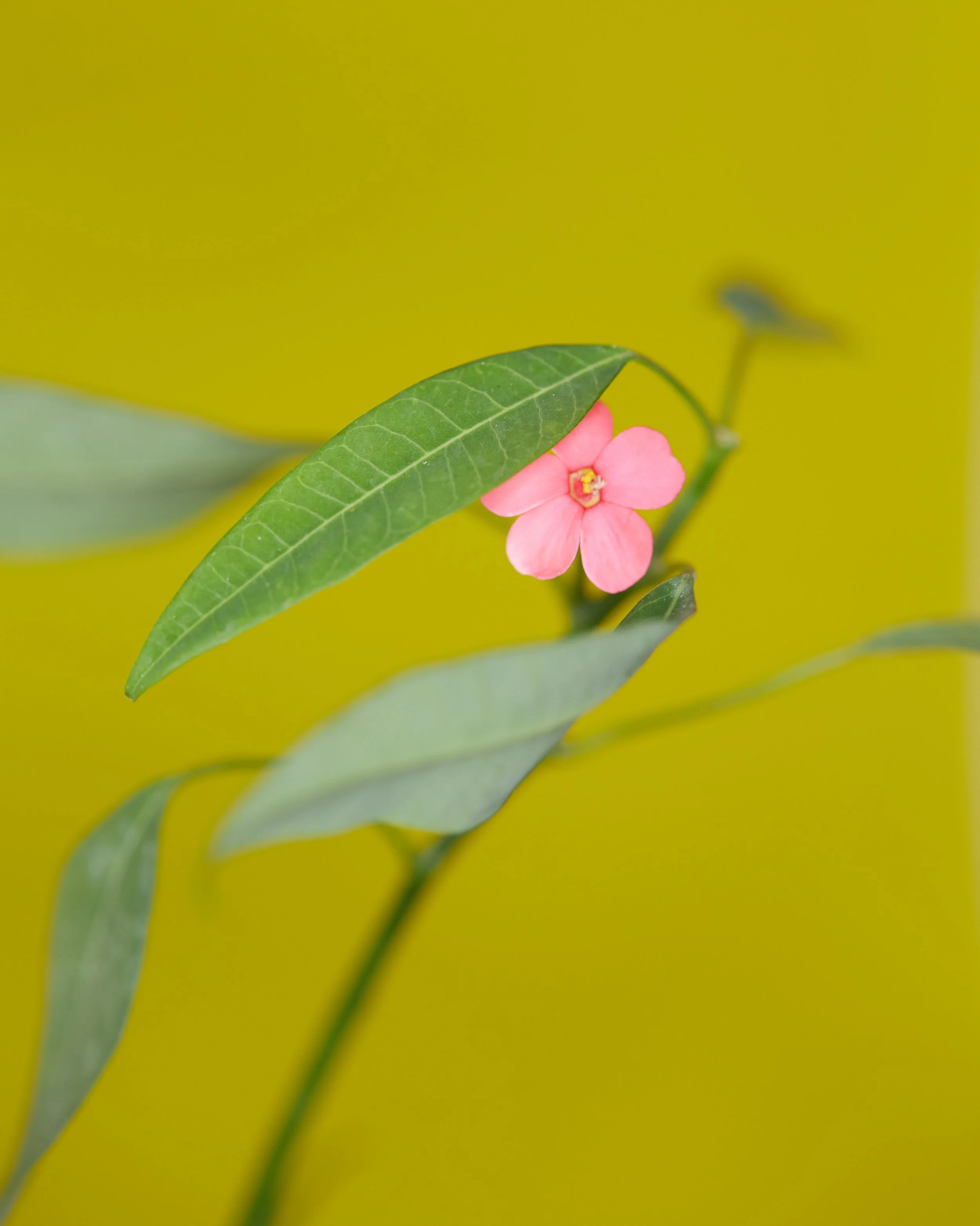 NewSeason_Blossoms0387.jpg