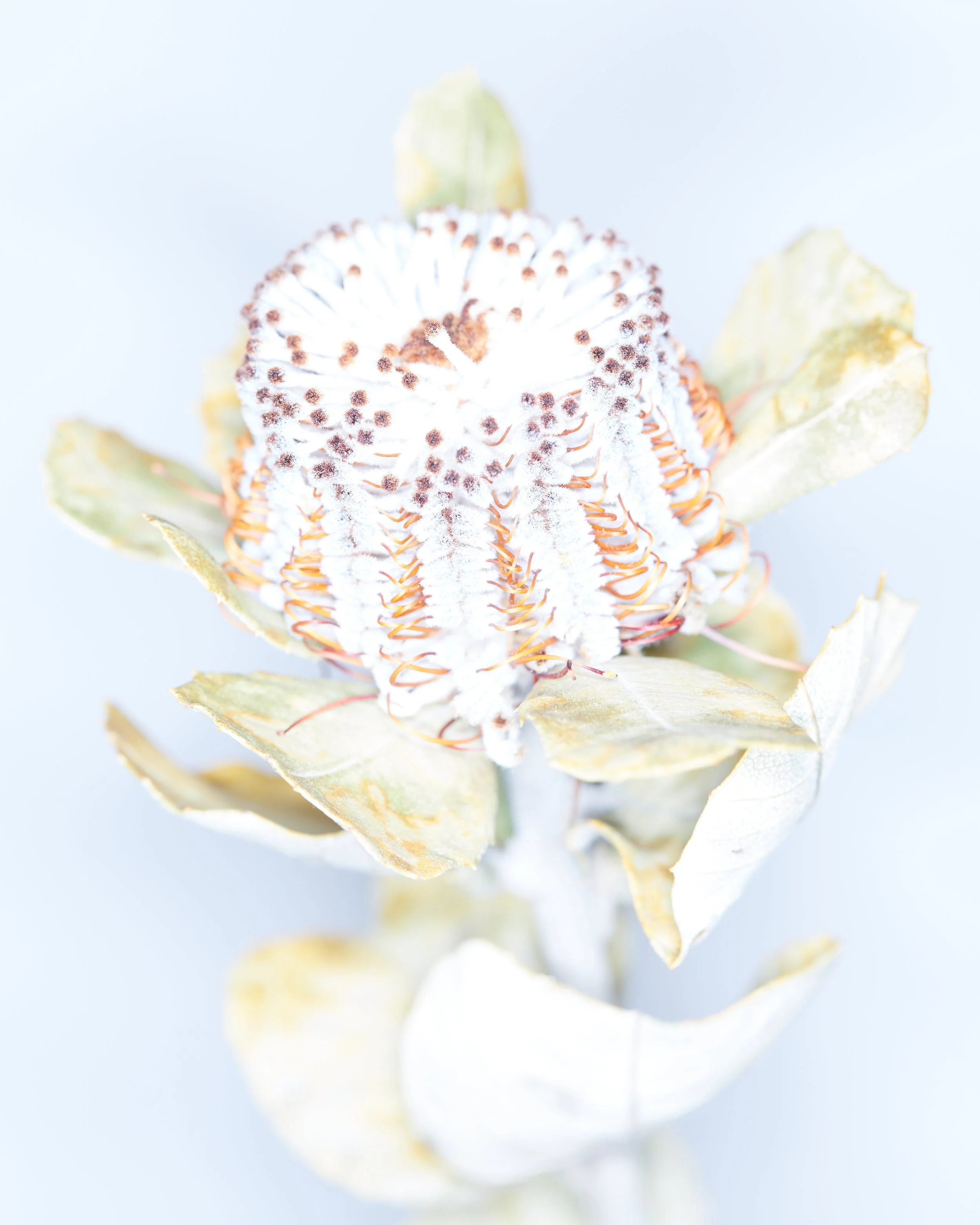 NewSeason_Blossoms0356.jpg
