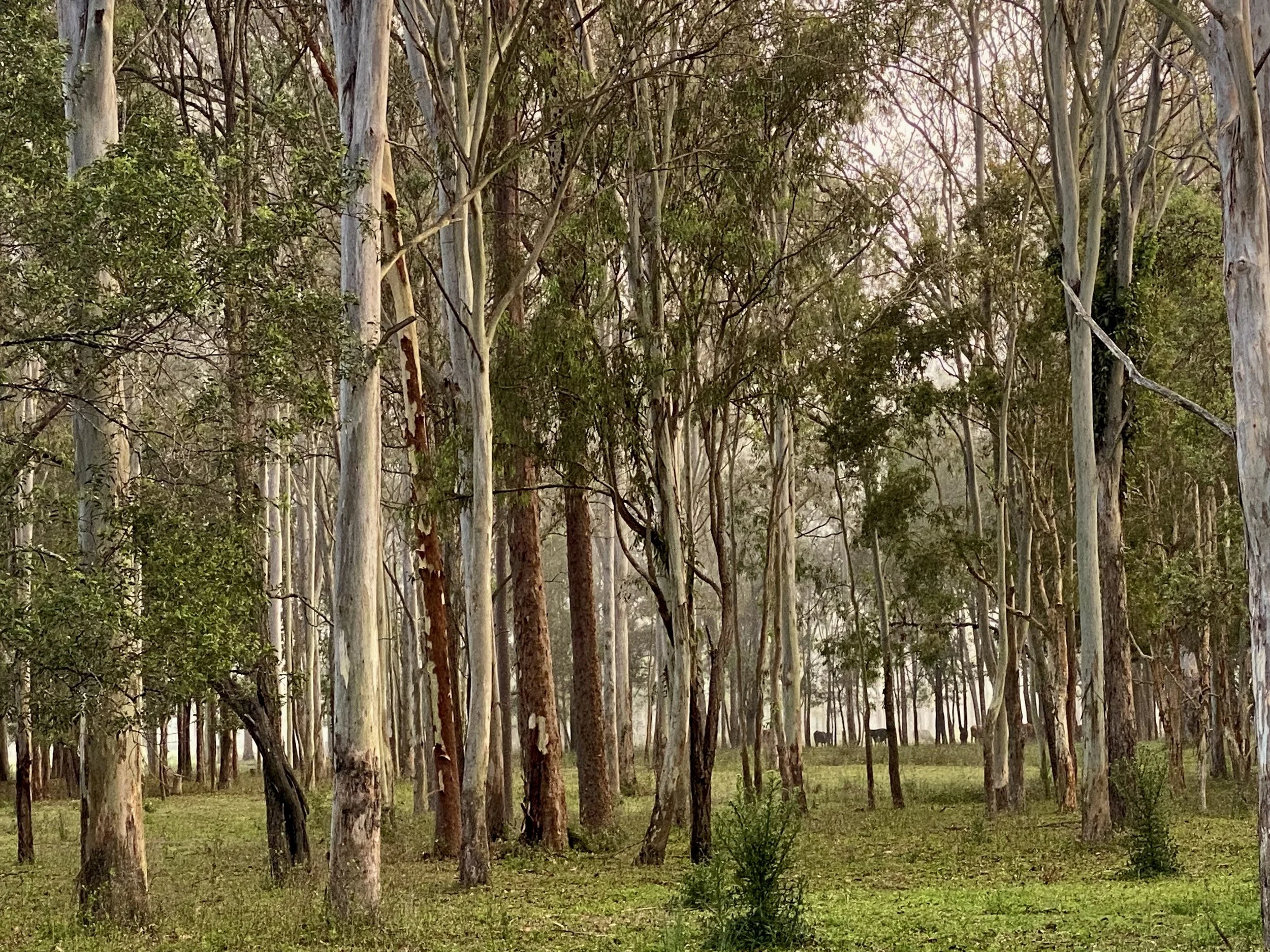 A forest scene with tall eucalyptus trees and green undergrowth, with a grassy clearing at the base.
