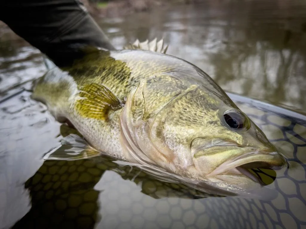 Spring Bass Primer