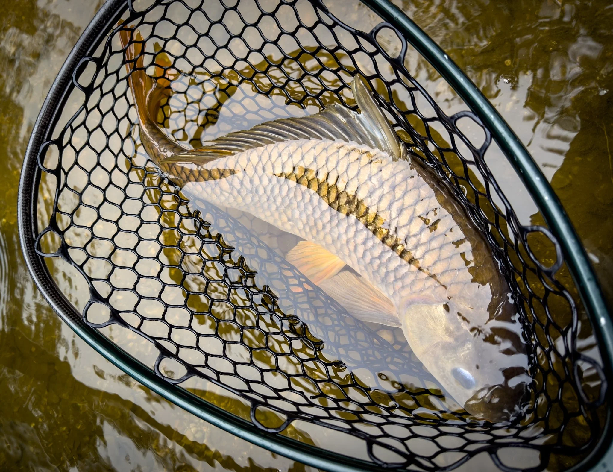 Carp on the Fly with Jim Kettleman