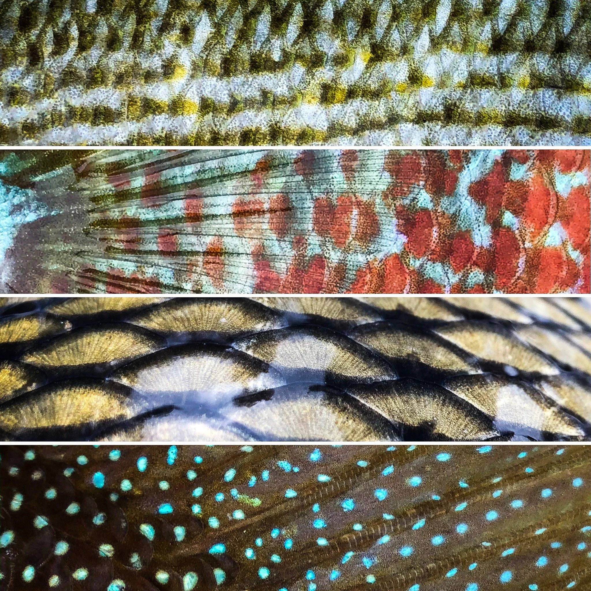 Brushy Creek "One Fly" Tournament