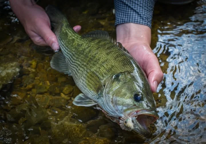 Fly Fishing for Guadalupe Bass