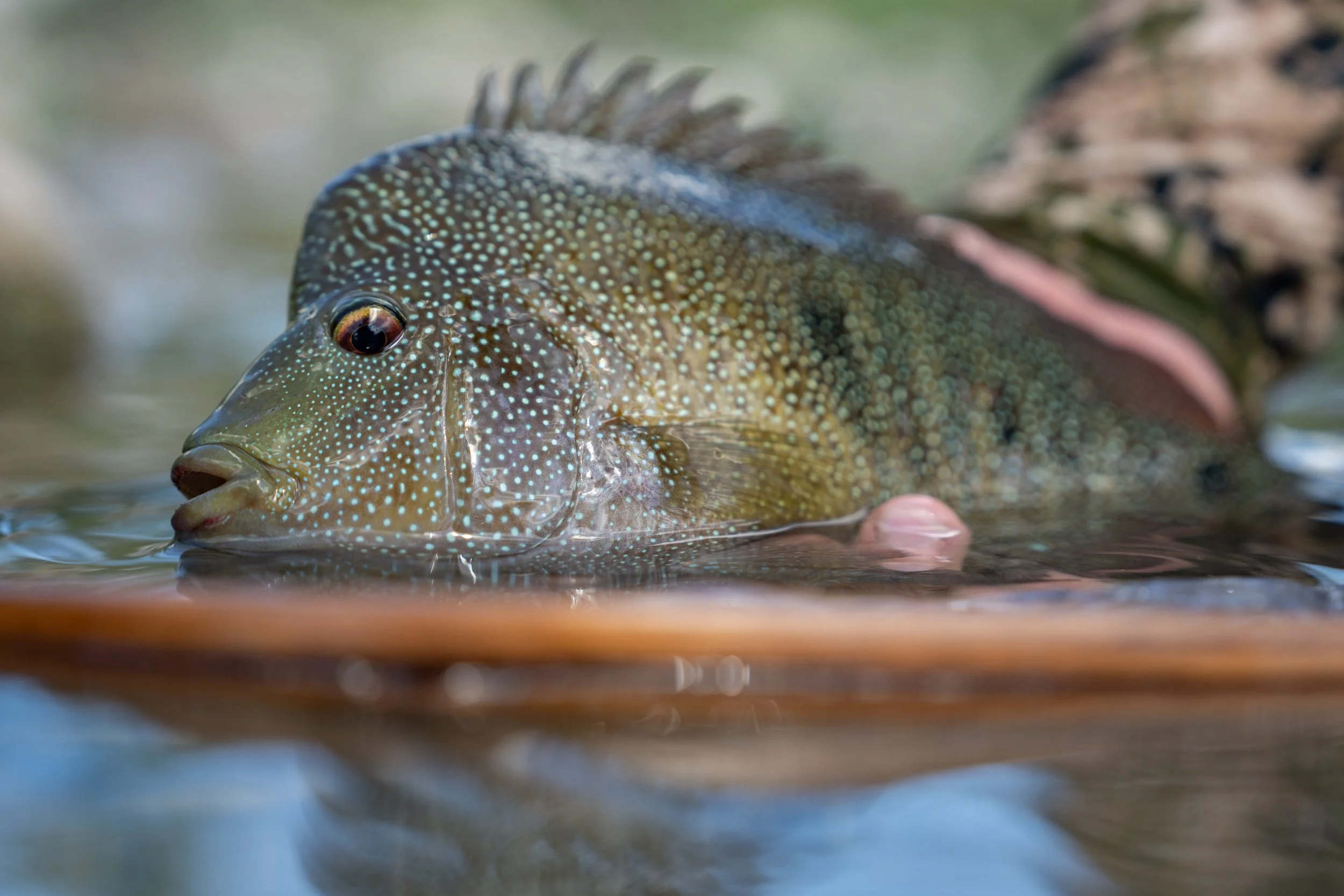 Fly Fishing for Rio Grande Cichlids
