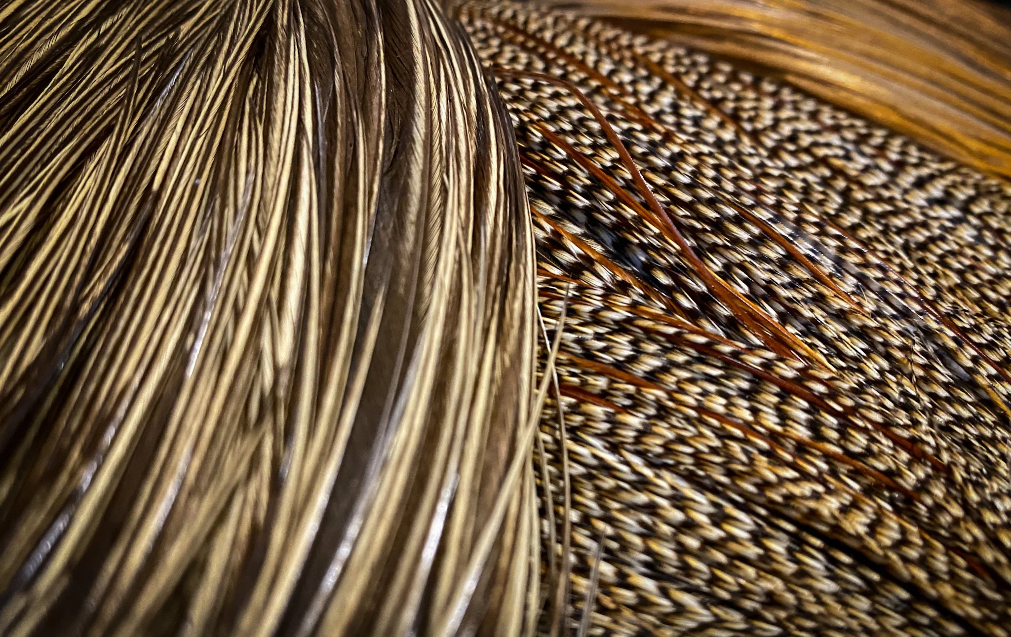 Whiting Farms Hackle Masterclass
