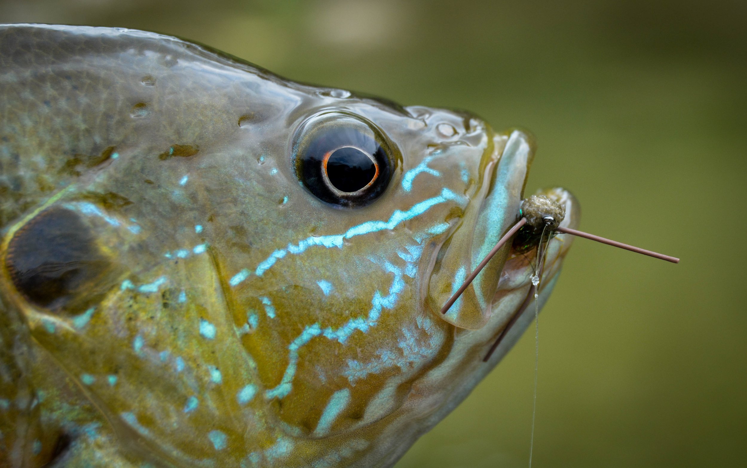 Close-up of a fish with a lure in its mouth.