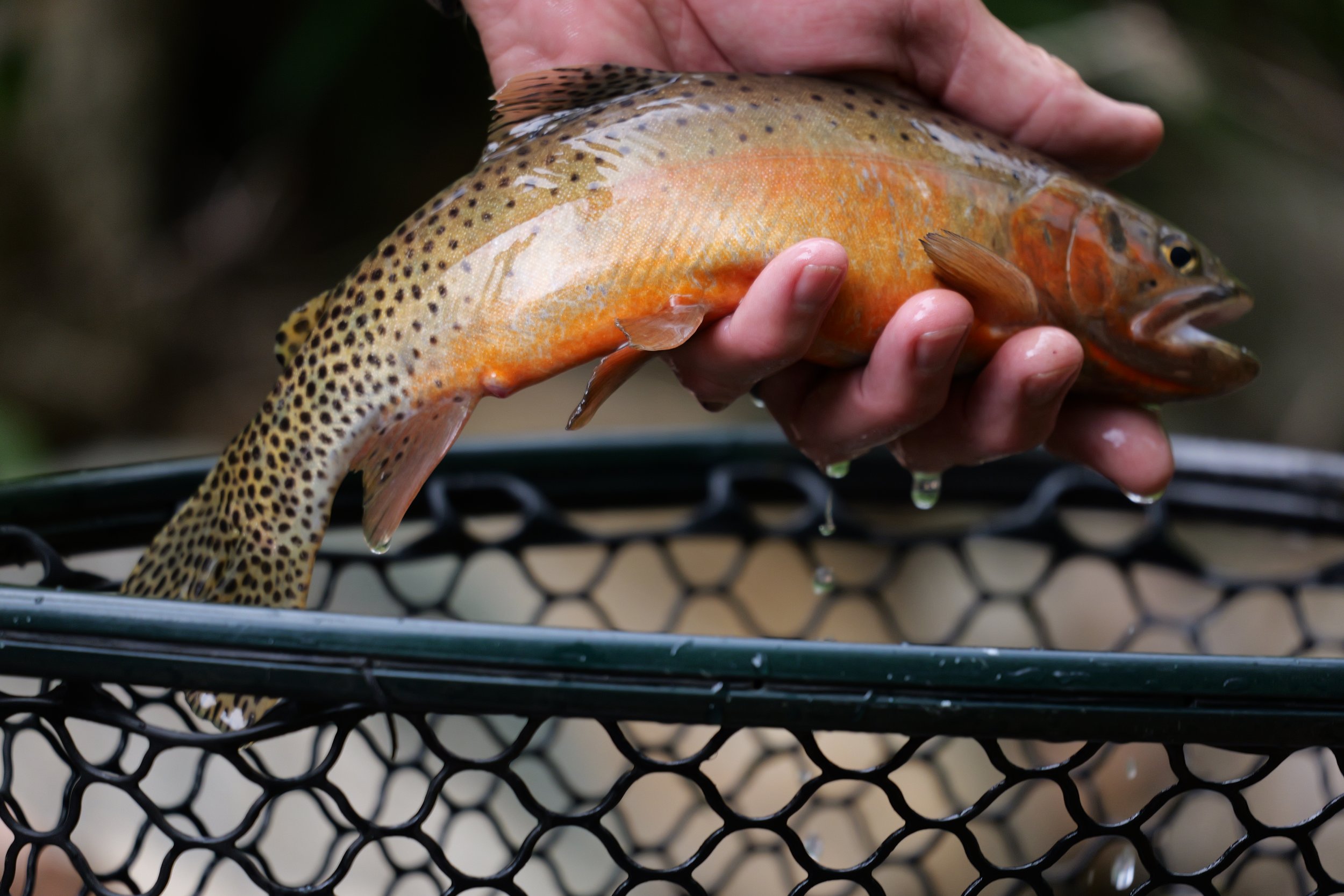 Southwest Treasure: The Rio Grande Cutthroat Trout
