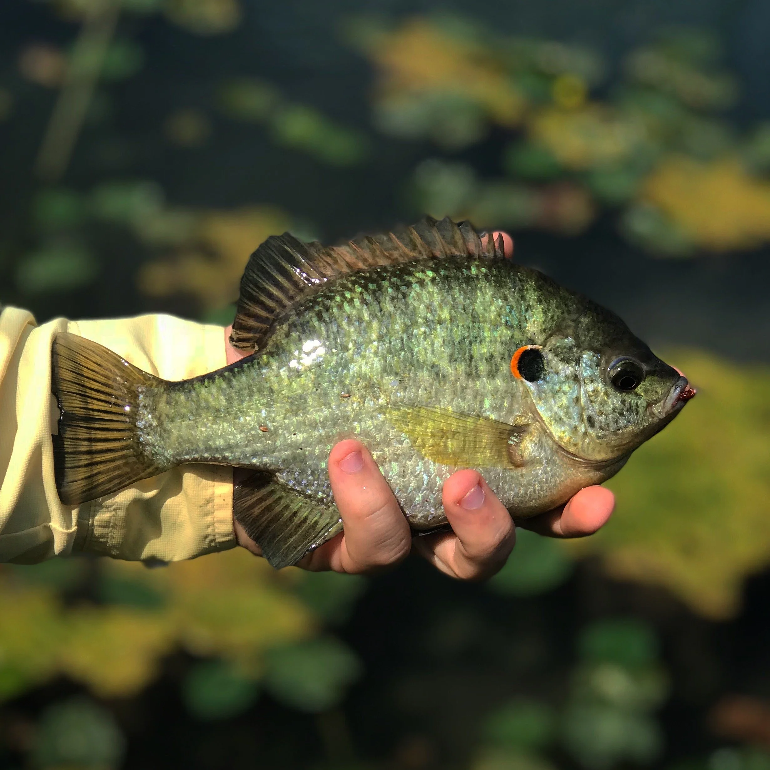 A person holding a freshly caught fish with dark fins, greenish body, and a red marking near its eye, over a background of lily pads.