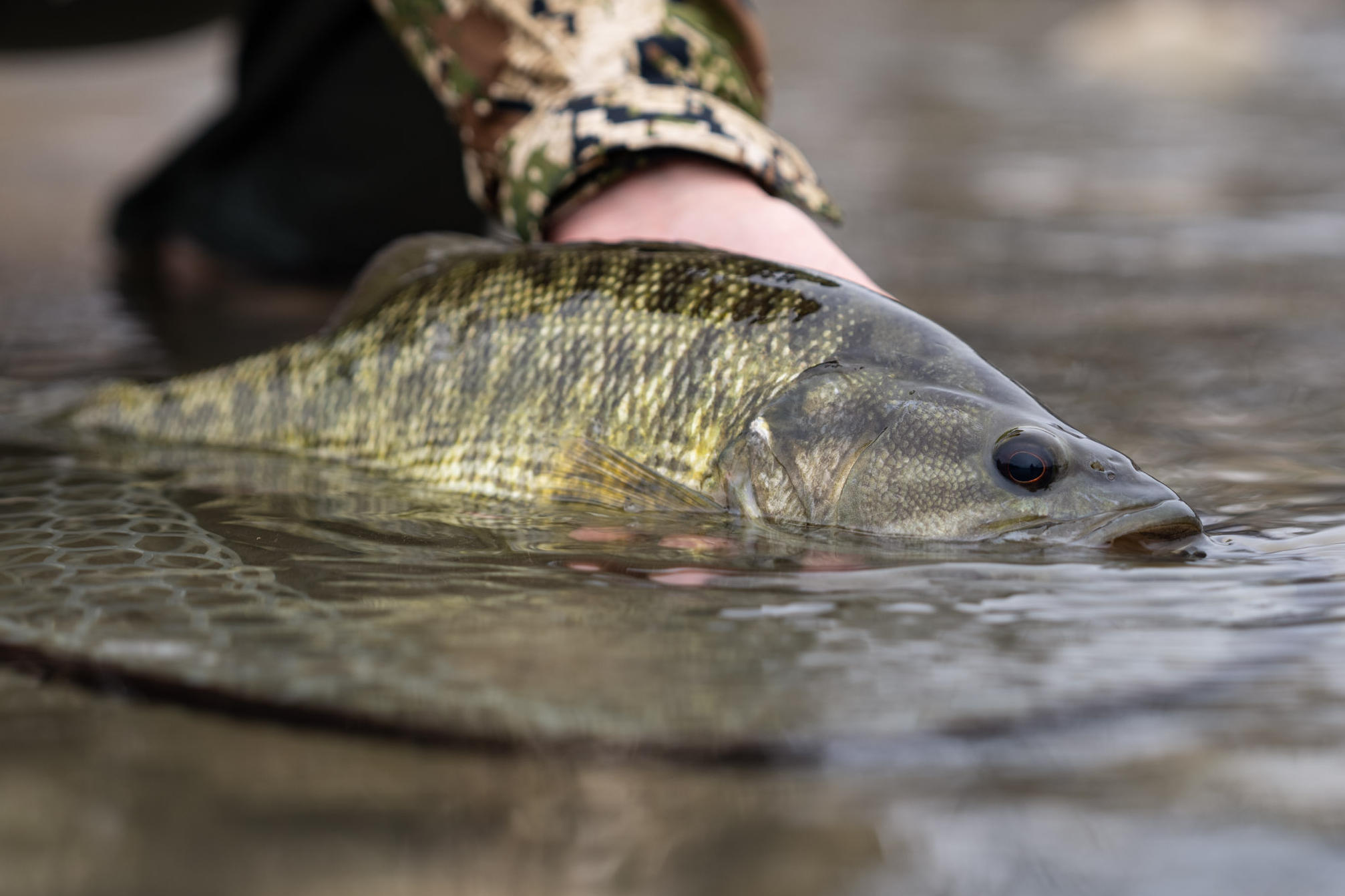 Person holding a large fish in shallow water, with part of their arm and camouflage clothing visible.