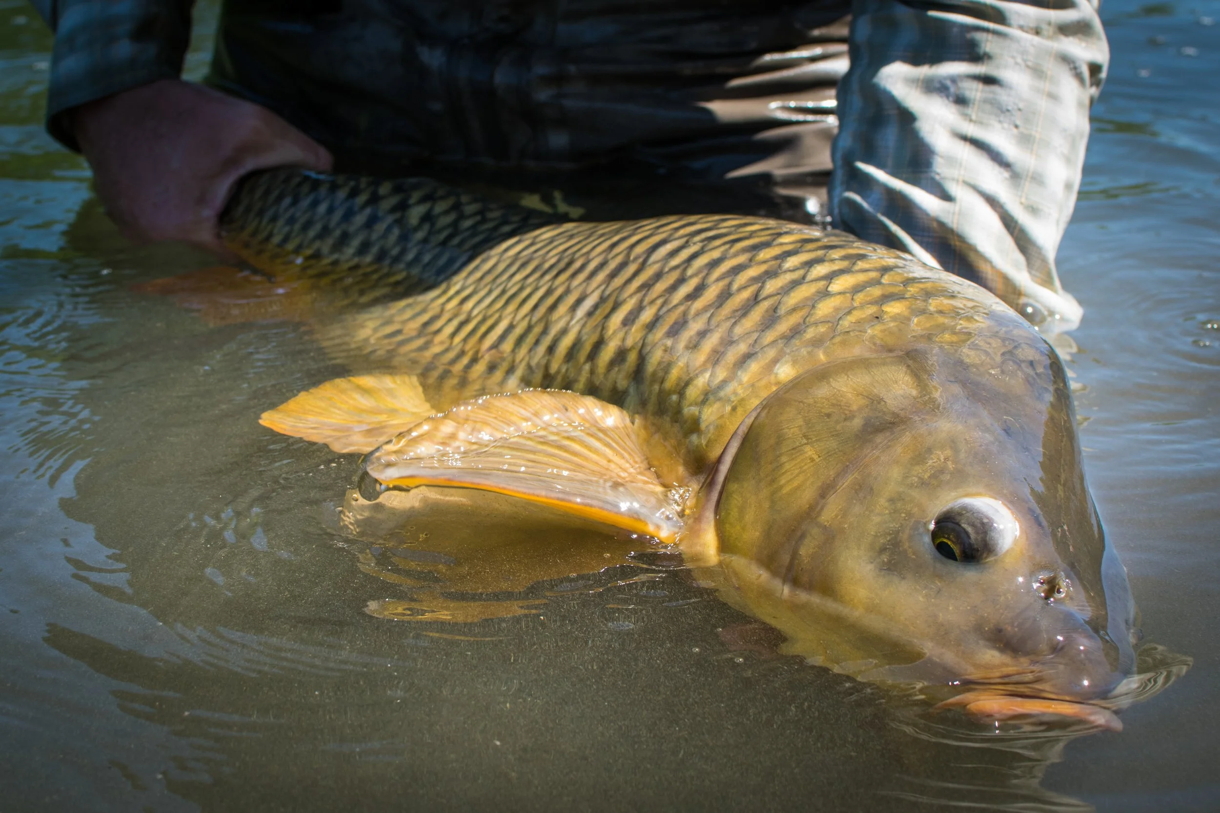 A person holding a large fish in shallow water.