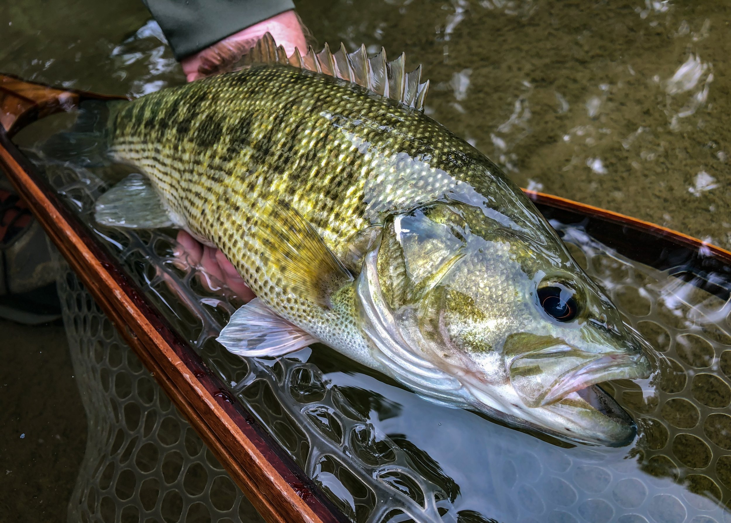 A largemouth bass fish lies in a fishing net in shallow water.
