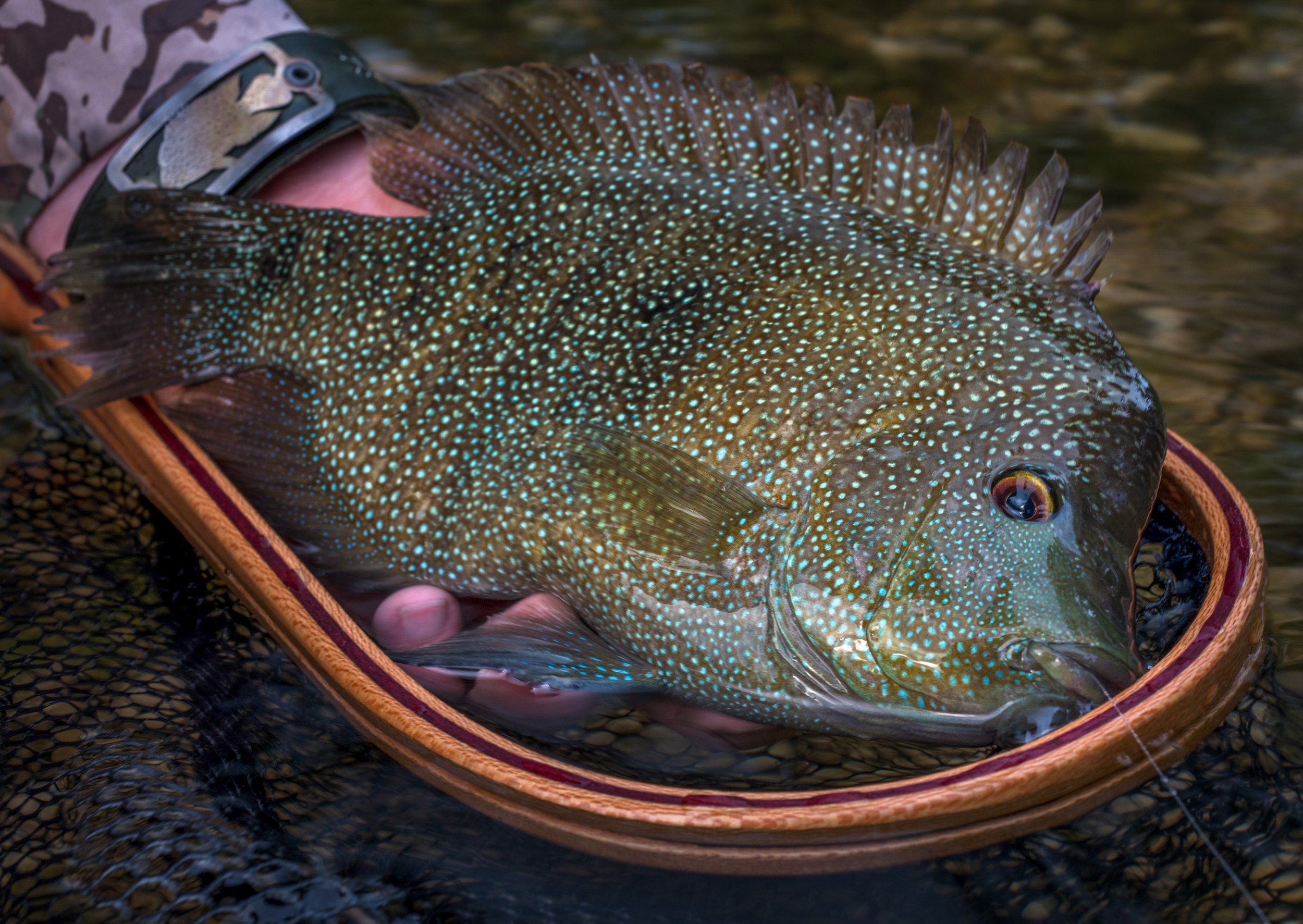 A person holding a speckled fish in a wooden fishing net over water.