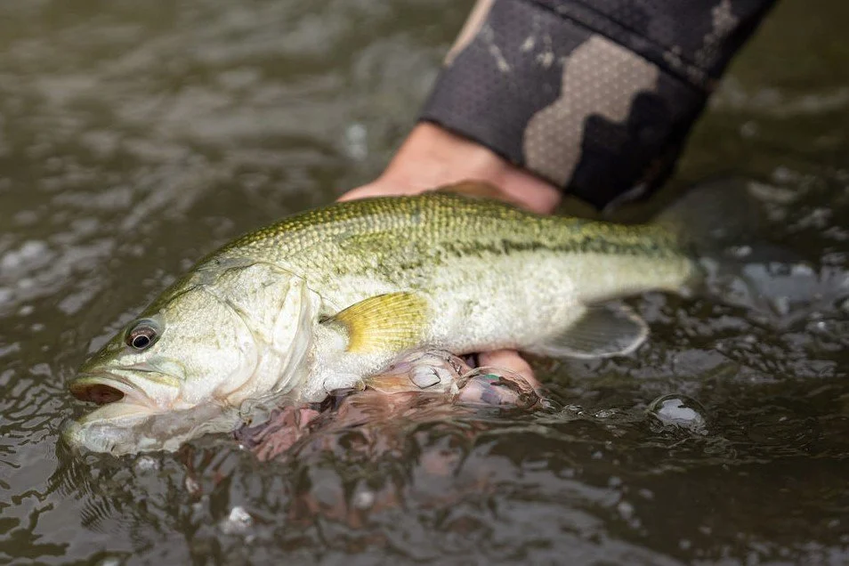 Person holding a large fish in water, with a camouflage sleeve visible.