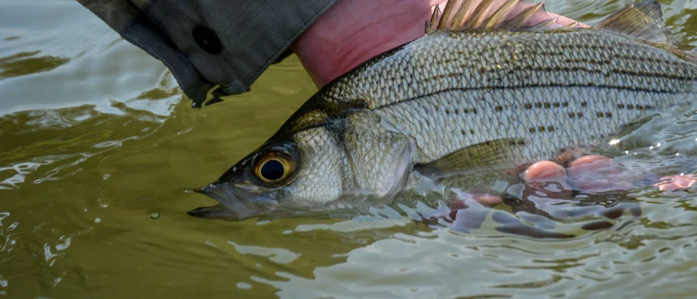 Close-up of a person holding a fish in the water, showing the fish's head and part of its body.