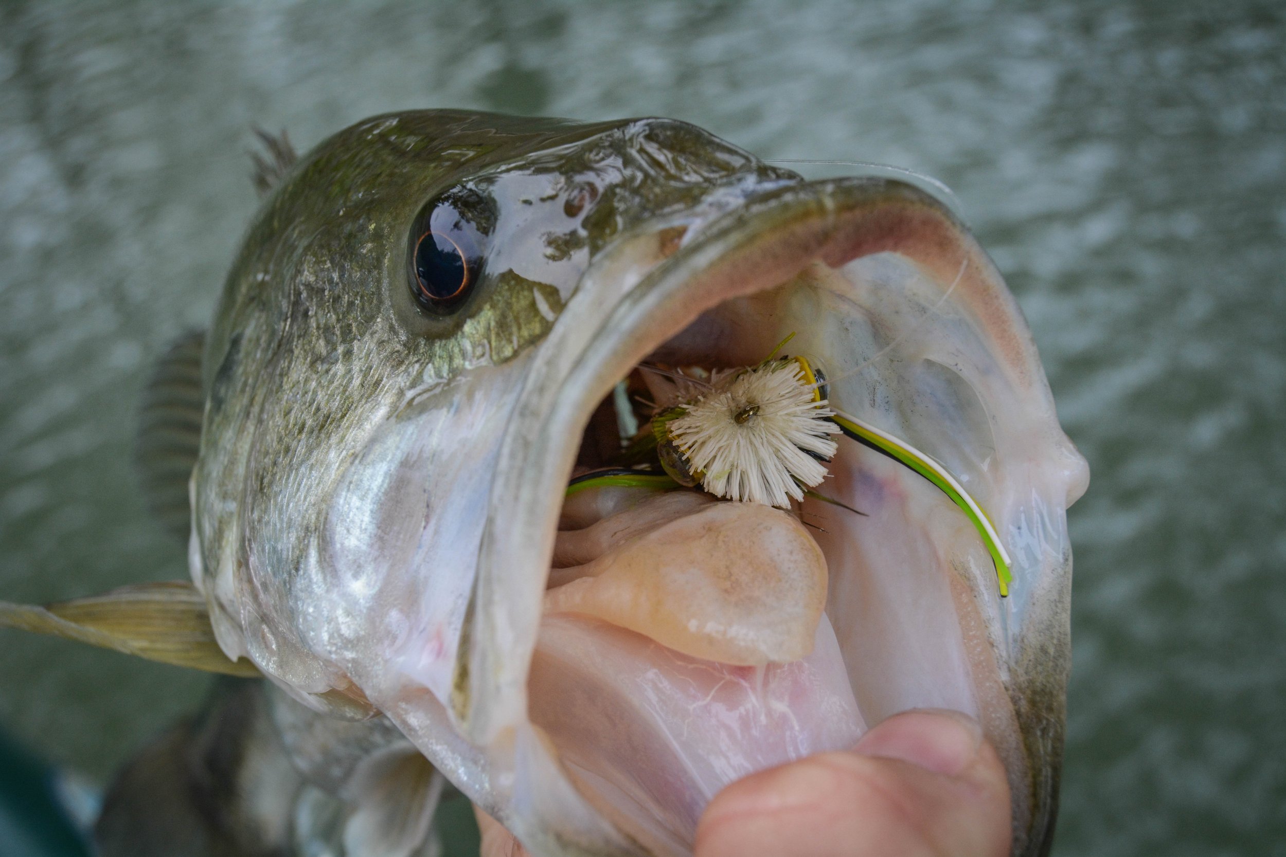 A close-up of a largemouth bass fish showing its open mouth with a fishing lure inside, held by a person's hand.