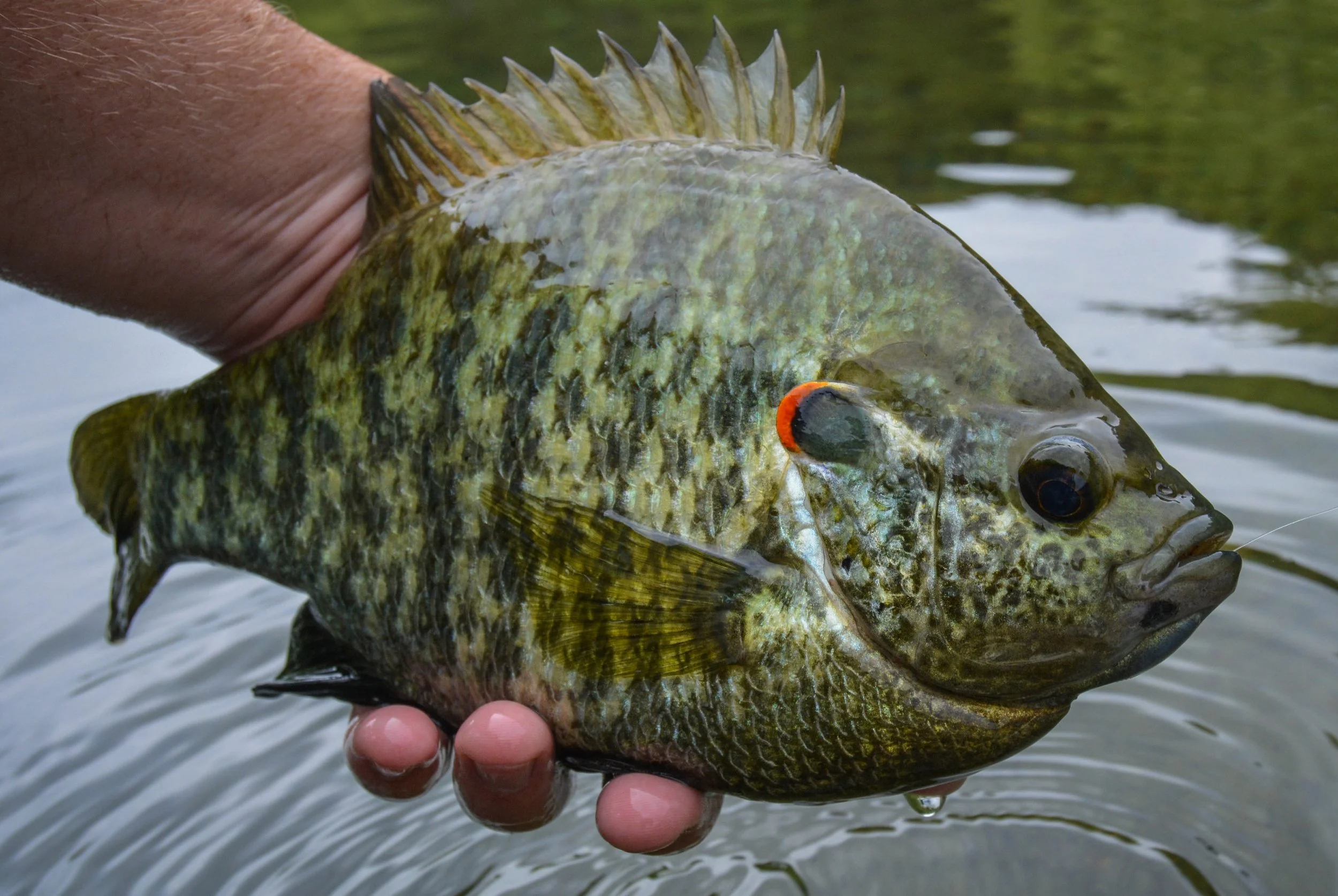 A person holding a small, colorful fish with a greenish body and dark markings, with water in the background.