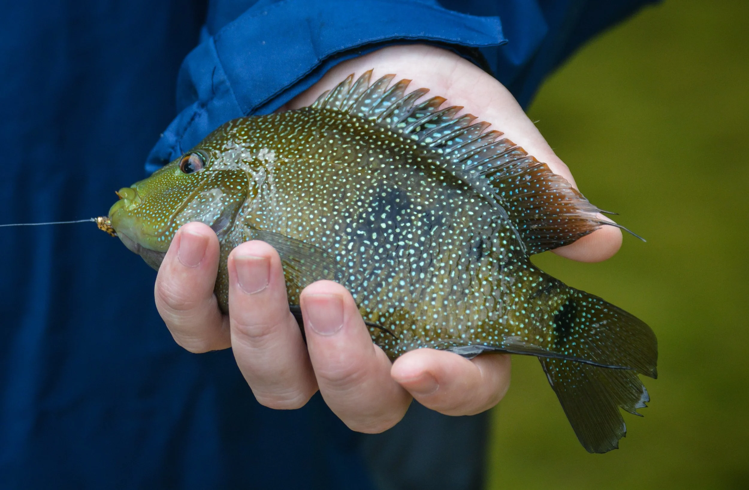Person holding a speckled fish with a hook in its mouth.
