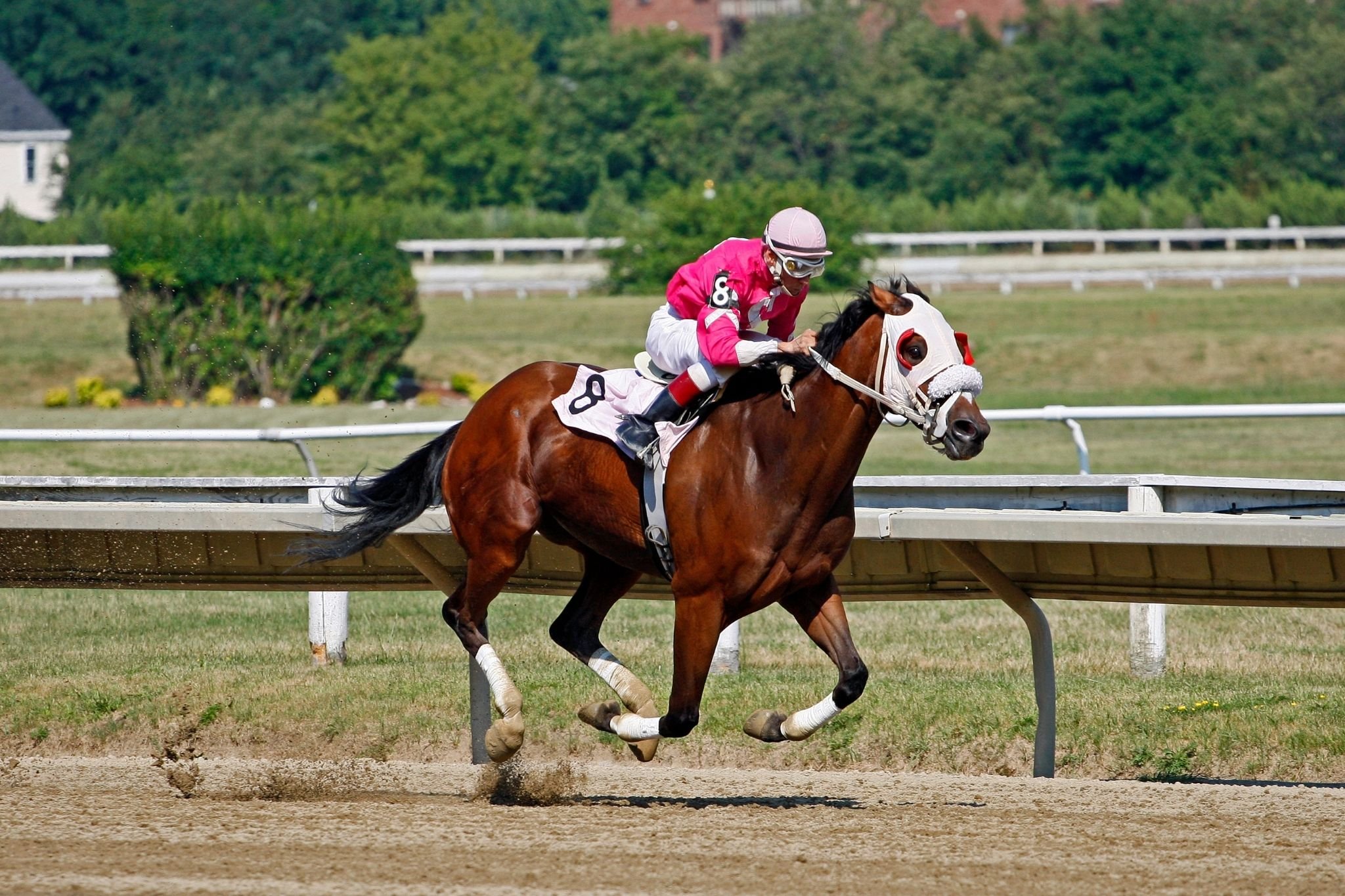 Seabiscuit’s DNA: Unlocking the Genetic Code of a Racing Legend