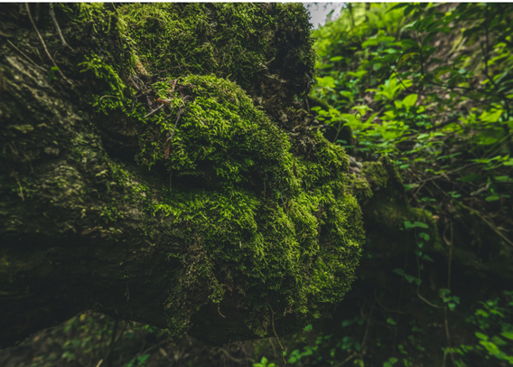 From Lawn to Lab: The Rise of Moss Biotech