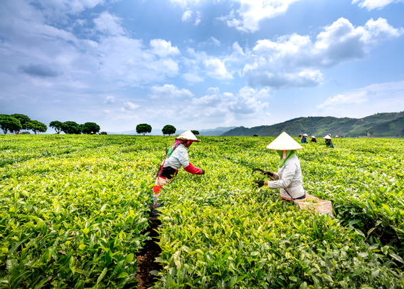 No Country for Old Crops: How Genomics Is Rewriting Agriculture’s Future