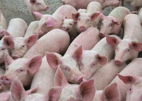 AI Breeds a Better Bacon: How Algorithms Are Reshaping Pig Farming