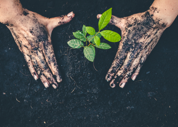 A Seed of the Past, a Harvest for the Future: How Indigenous Wisdom and Modern Science Are Reviving Ancestral Crops
