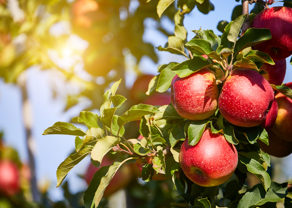 Orchard to Oven: The Not-So-American Apple (and the True Tale of American Pie)