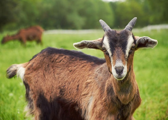 The G.O.A.T. Genome: How Goats Became Biotech's Quiet Pioneers