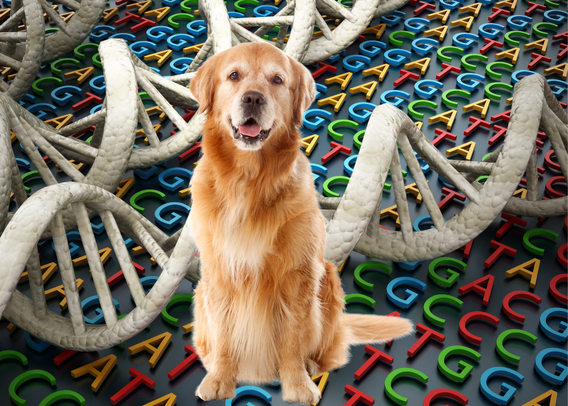 Beyond Designer Pets: Engineering Animals... The Purpose and Pitfalls