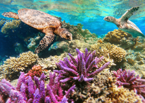 Reef Reboot: Coral Conservation Gets a CRISPR Upgrade