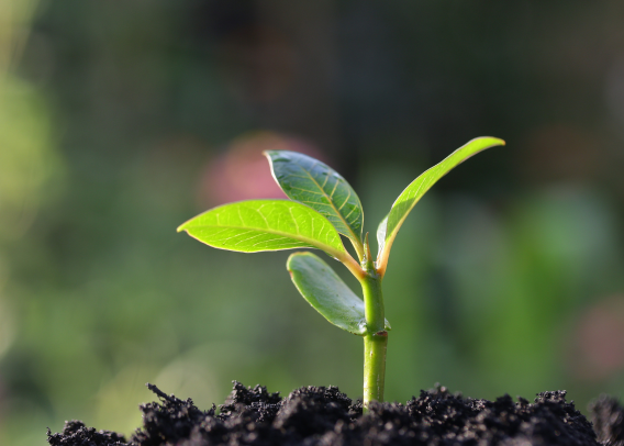 GMG Category: Plants