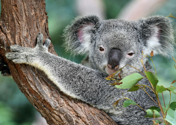 GMG Category: Animal Genomics