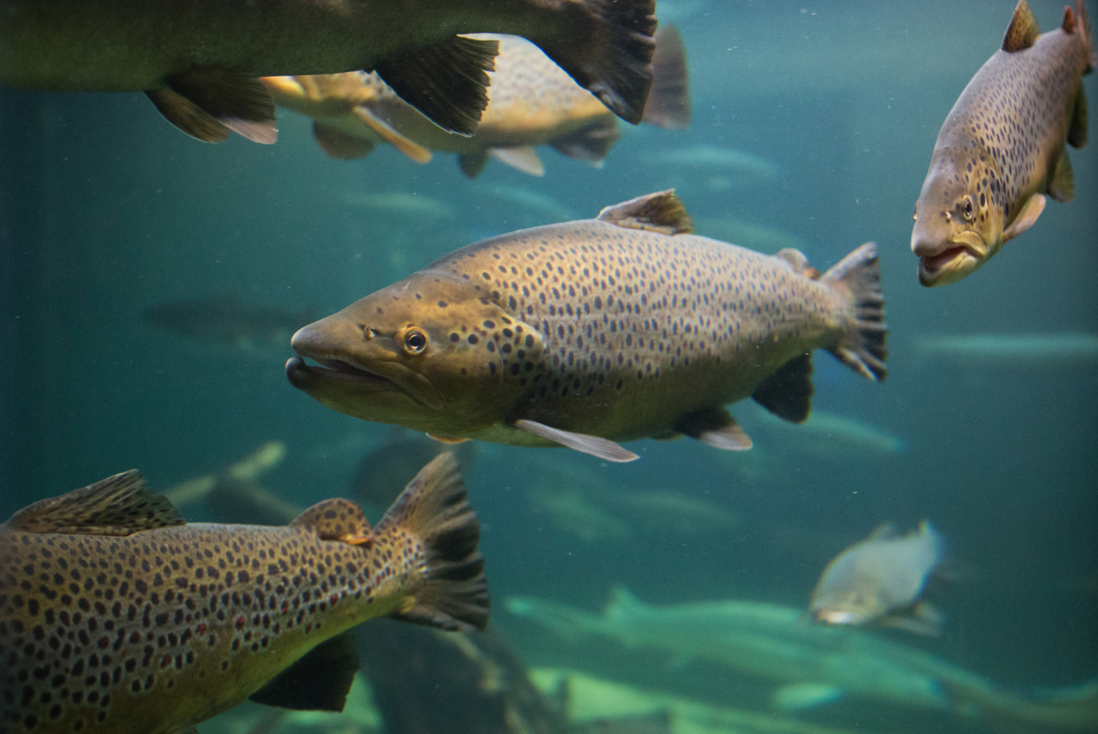 The Old Man and the Gene: Salmon, Science, and the $19 Billion Catch
