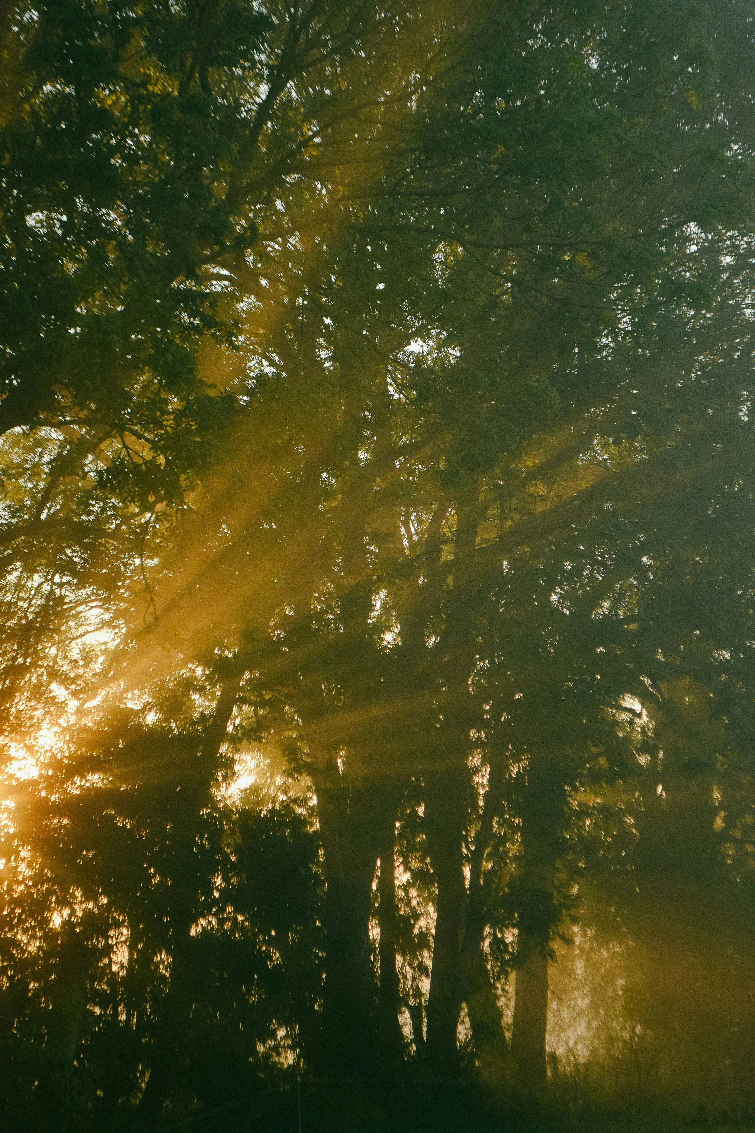 Sun shining through a dense forest with tall trees and green leaves, creating a golden glow and rays of sunlight.