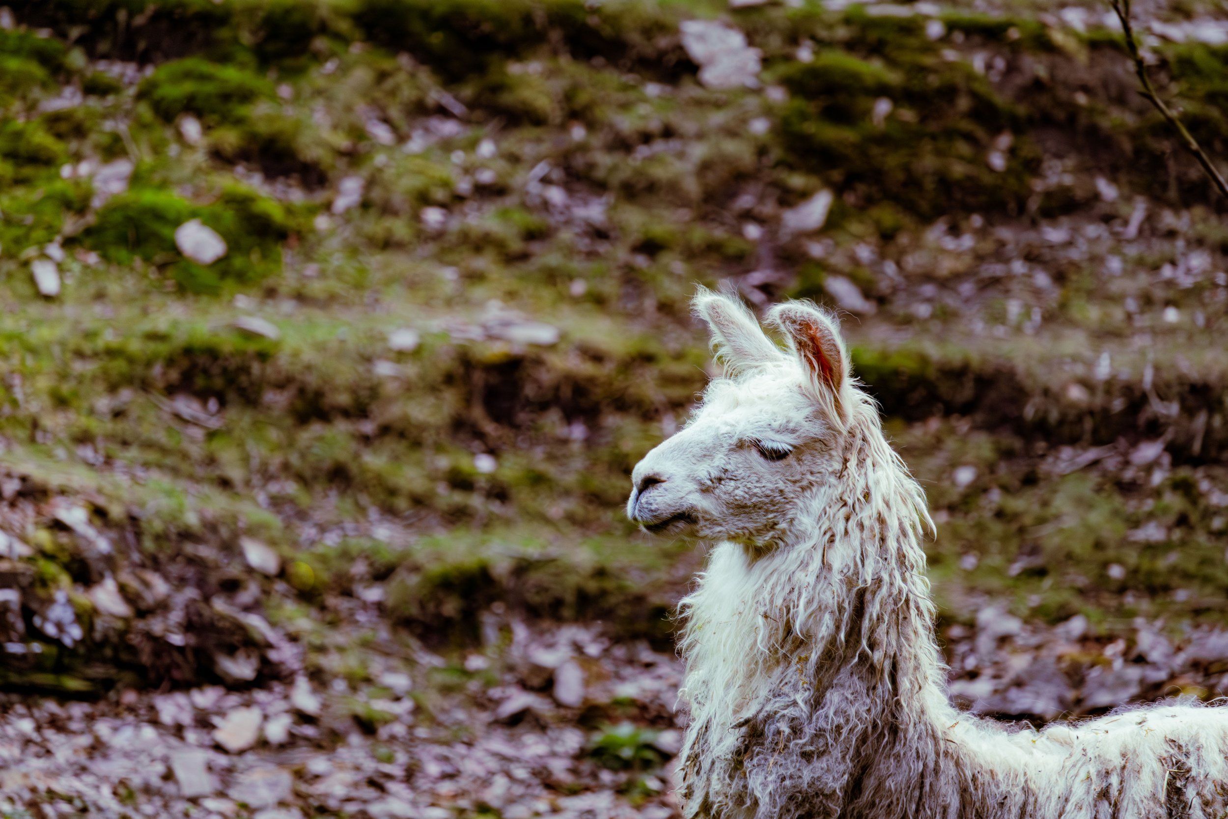 Spring in Littleborough - Elisha Harris, WorldHere 21.03.2026 (8 of 13).jpg