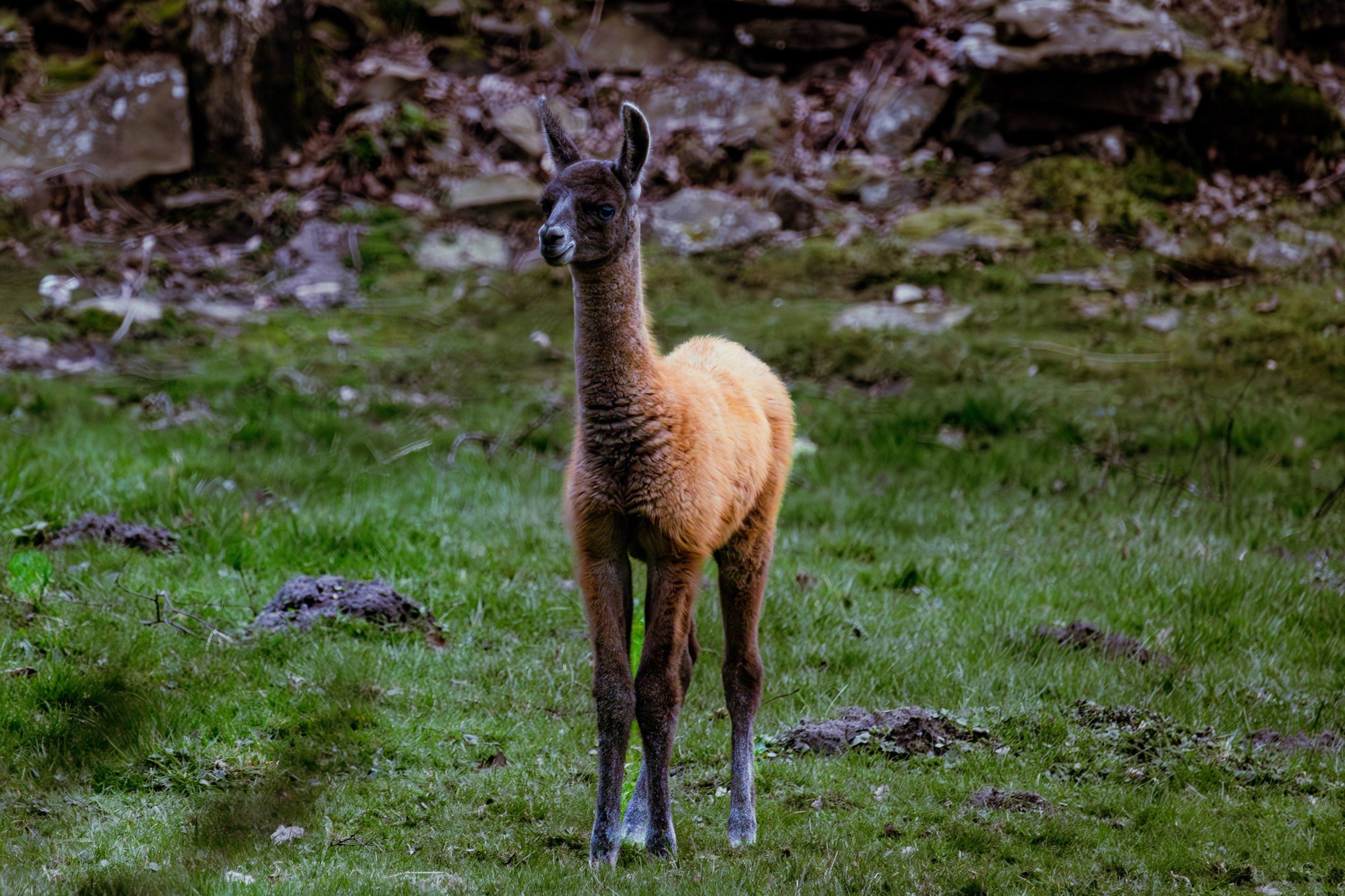 Spring in Littleborough - Elisha Harris, WorldHere 21.03.2026 (11 of 13).jpg
