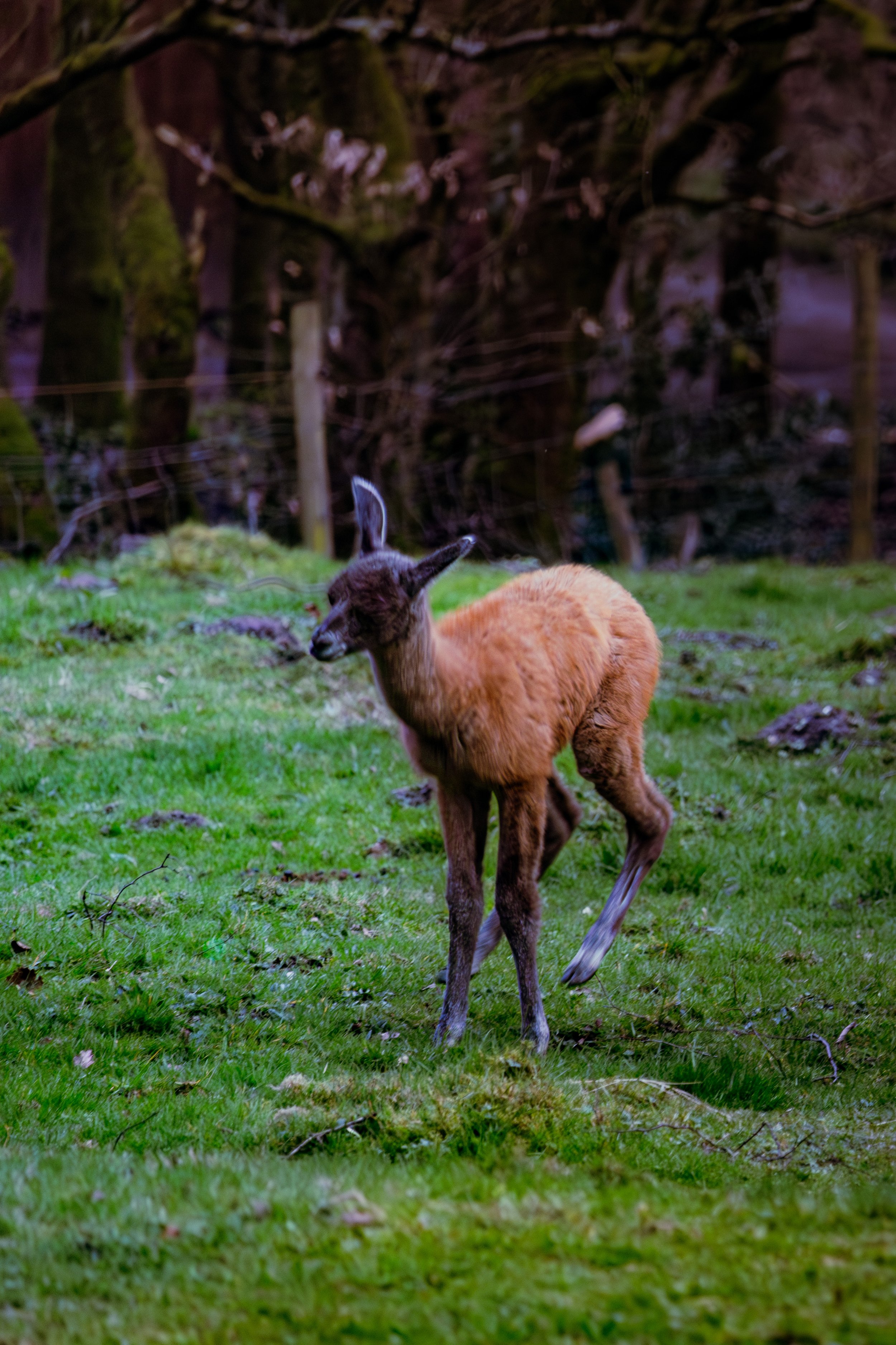 Spring in Littleborough - Elisha Harris, WorldHere 21.03.2026 (6 of 13).jpg