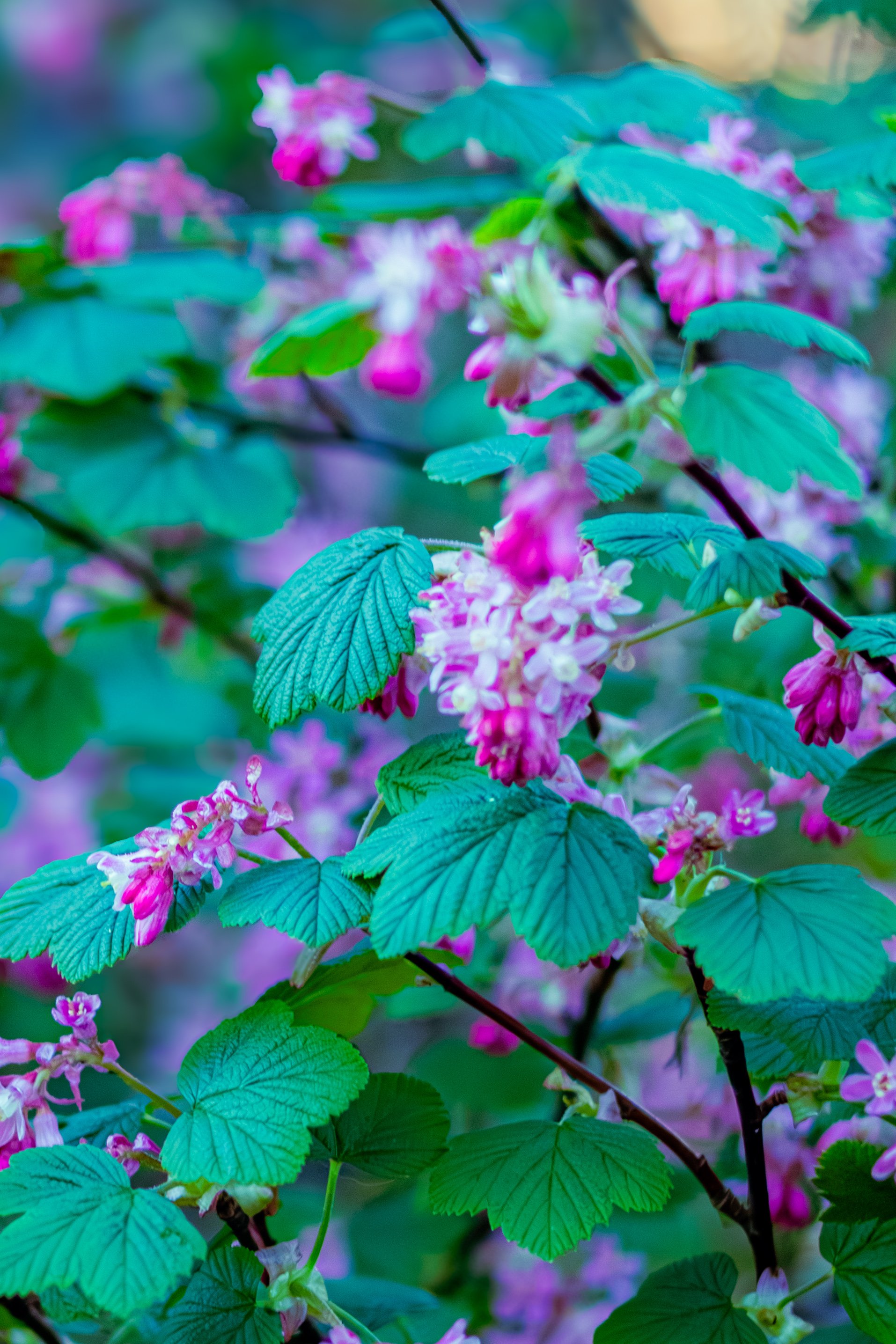 Spring in Littleborough - Elisha Harris, WorldHere 21.03.2026 (9 of 33).jpg