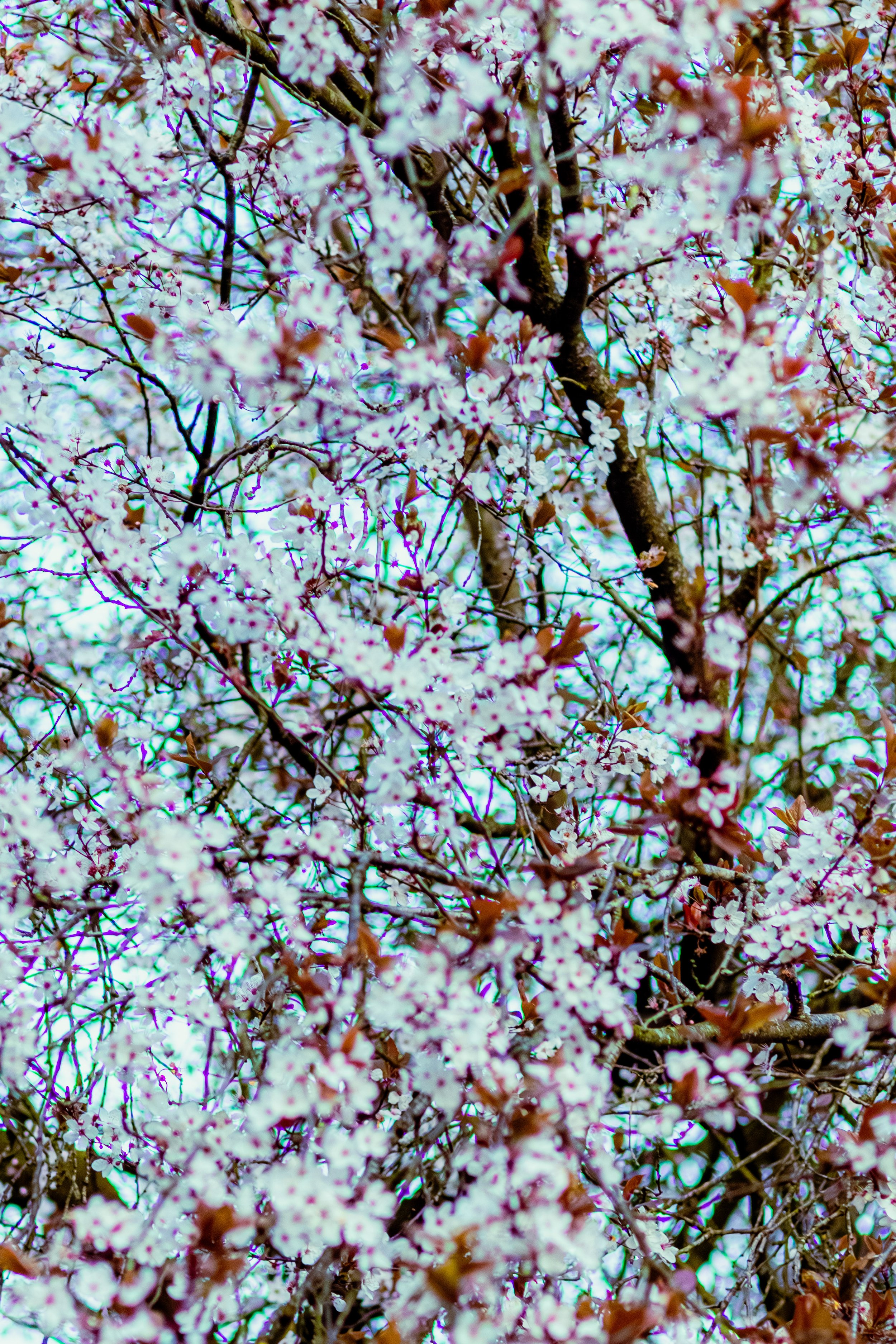 Spring in Littleborough - Elisha Harris, WorldHere 21.03.2026 (17 of 33).jpg