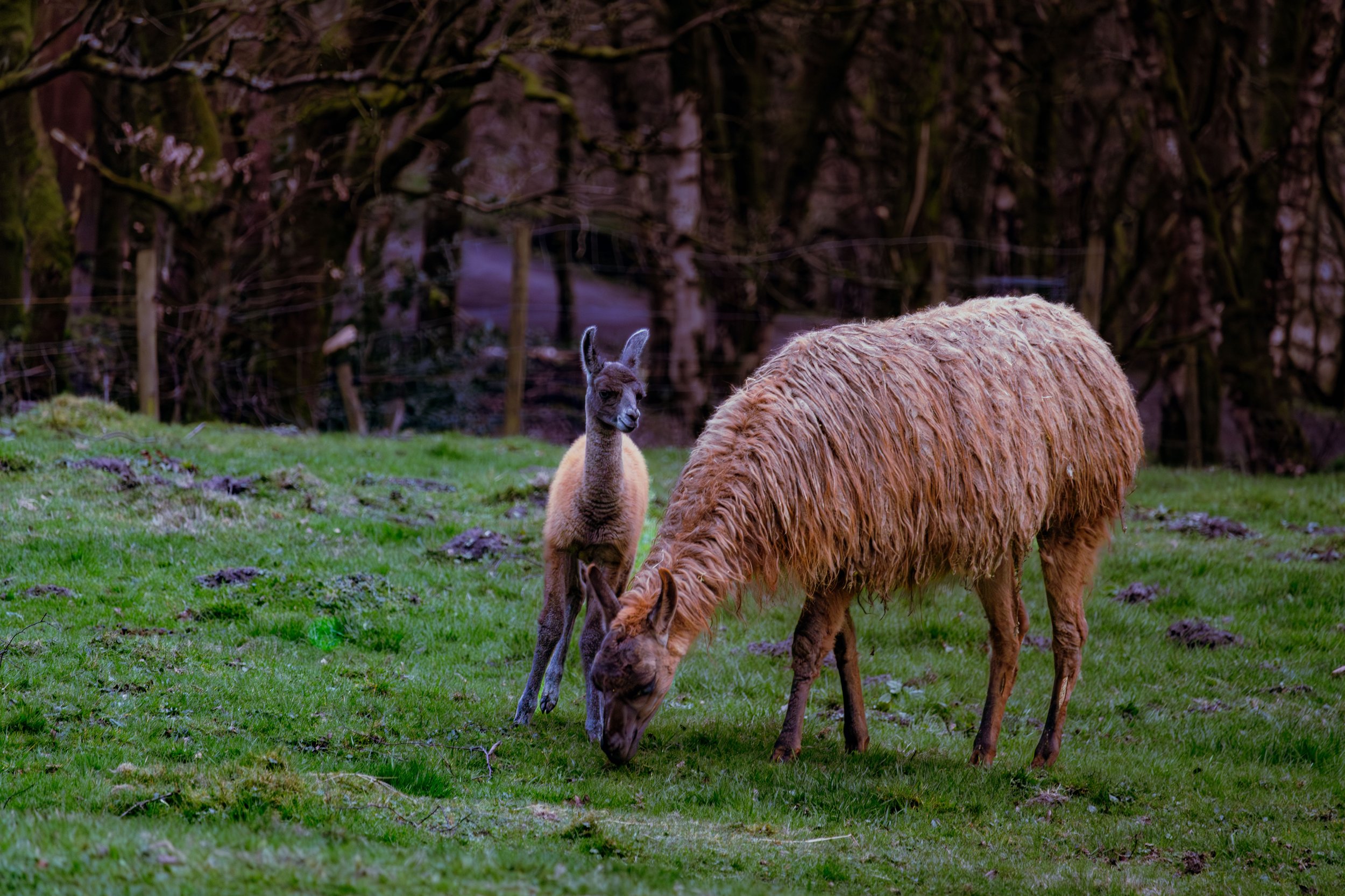 Spring in Littleborough - Elisha Harris, WorldHere 21.03.2026 (5 of 13).jpg