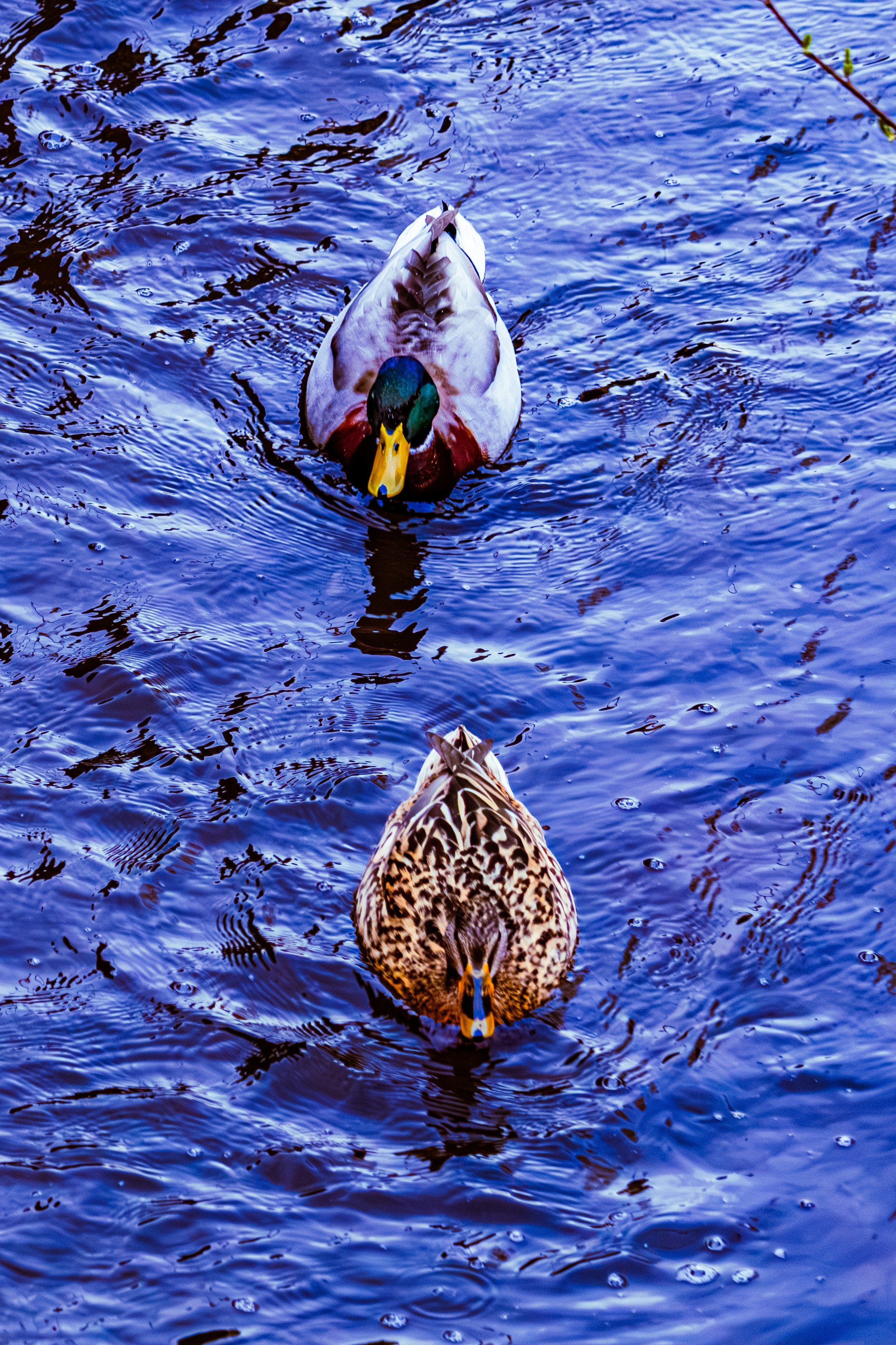 Spring in Littleborough - Elisha Harris, WorldHere 21.03.2026 (4 of 21).jpg