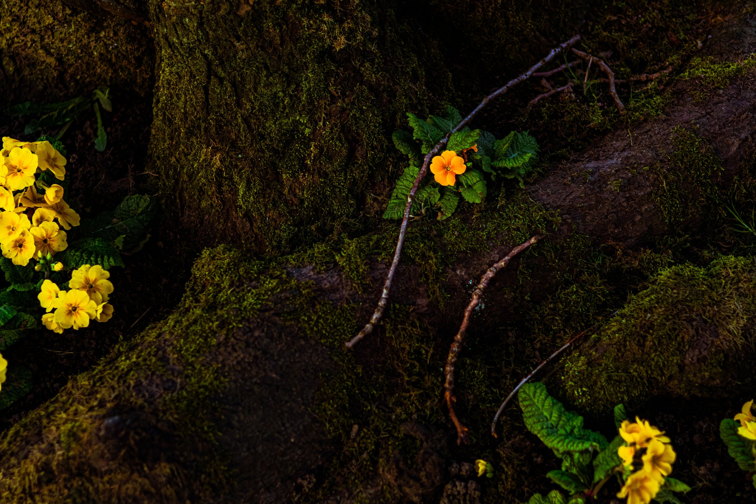 Spring in Littleborough - Elisha Harris, WorldHere 21.03.2026 (15 of 21).jpg