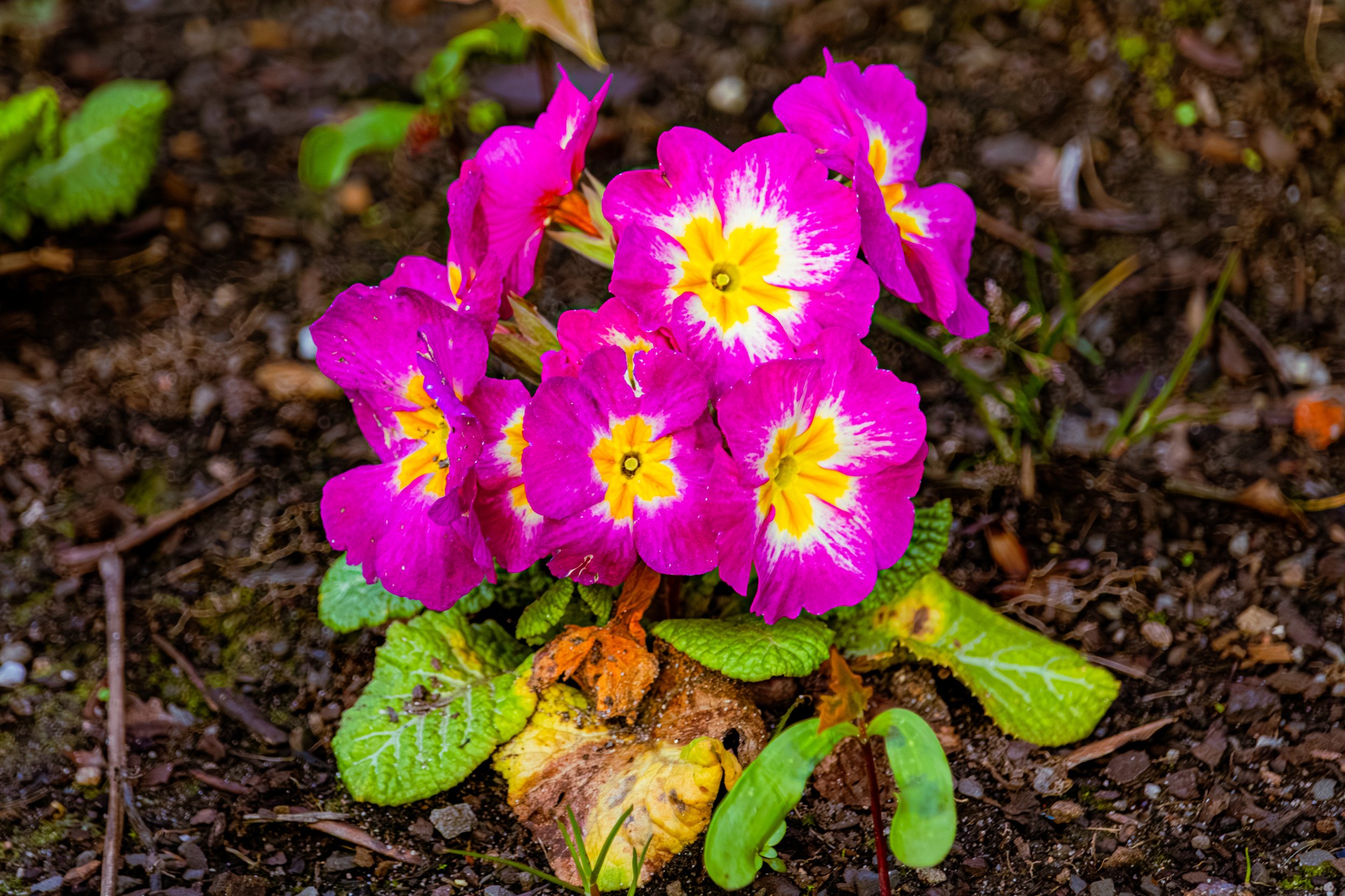 Spring in Littleborough - Elisha Harris, WorldHere 21.03.2026 (4 of 33).jpg