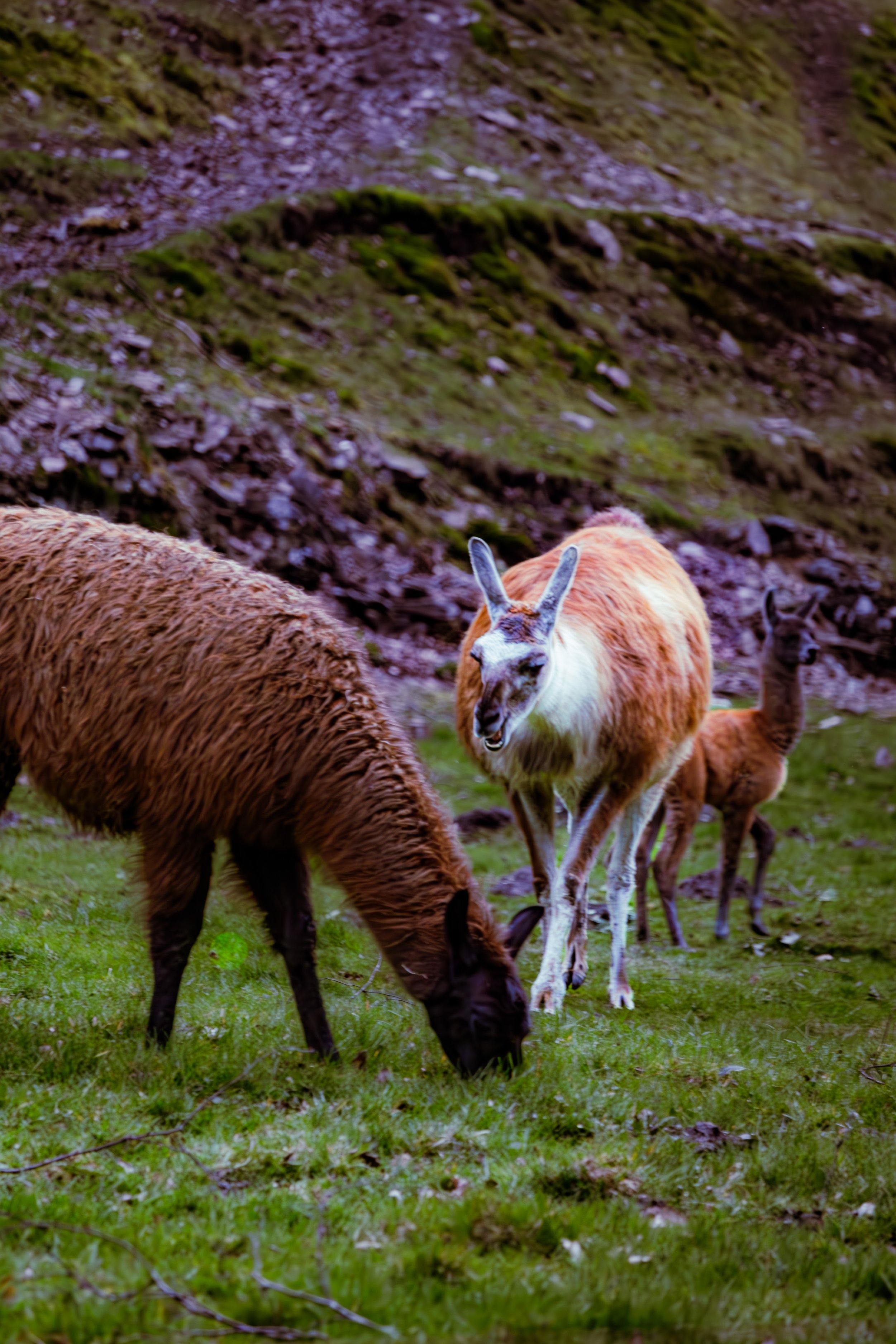 Spring in Littleborough - Elisha Harris, WorldHere 21.03.2026 (13 of 13).jpg