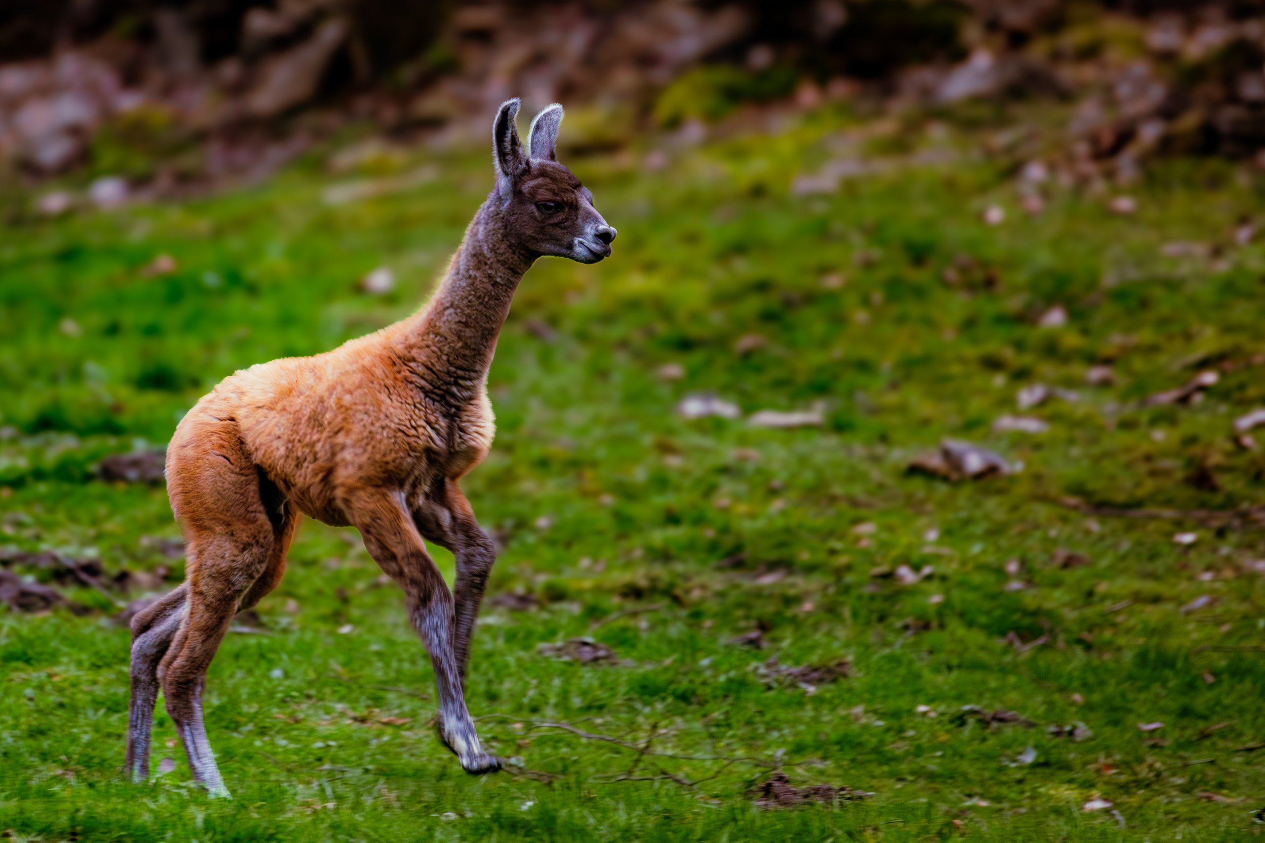 Spring in Littleborough - Elisha Harris, WorldHere 21.03.2026 (7 of 13).jpg