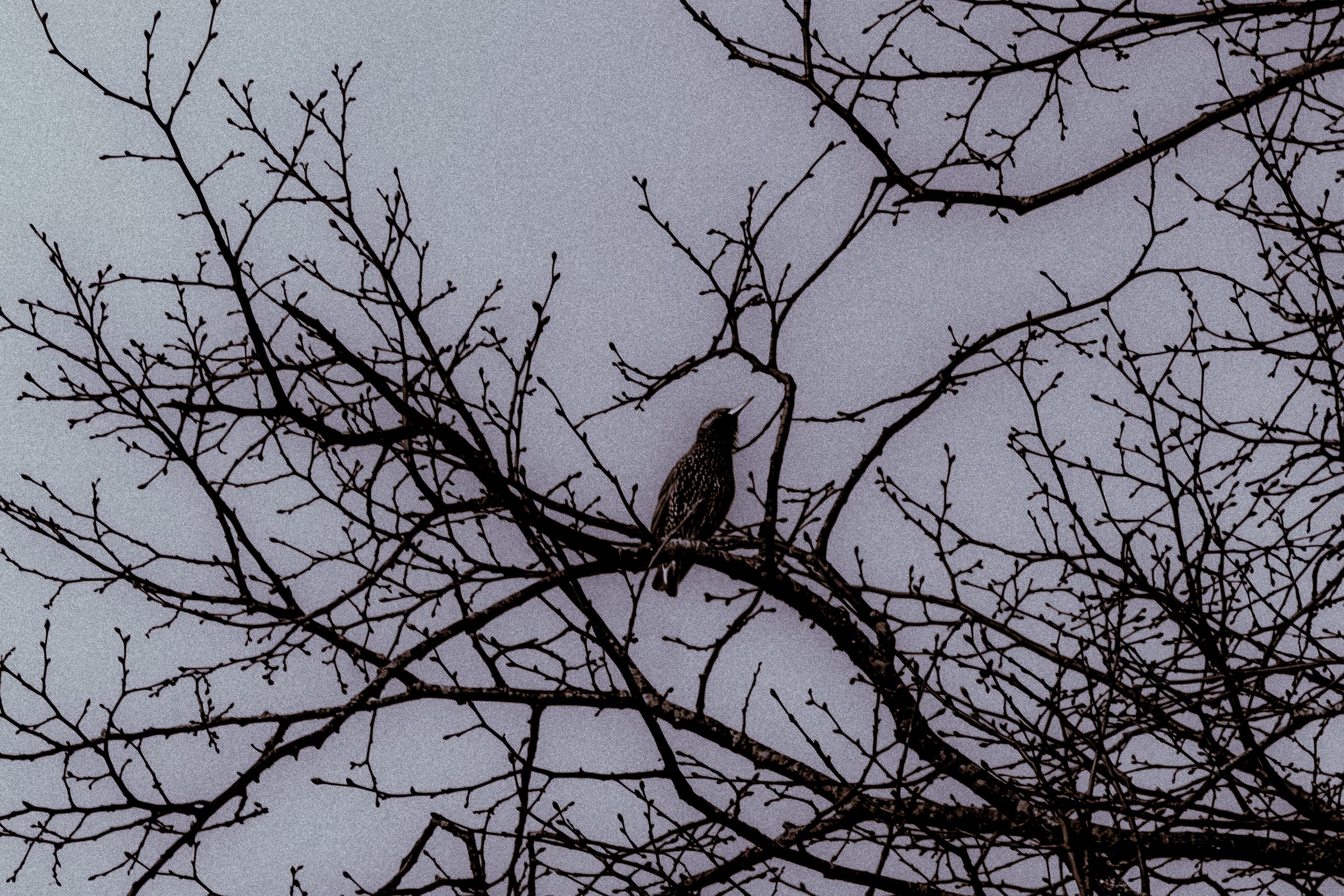 Spring in Littleborough - Elisha Harris, WorldHere 21.03.2026 (7 of 21).jpg