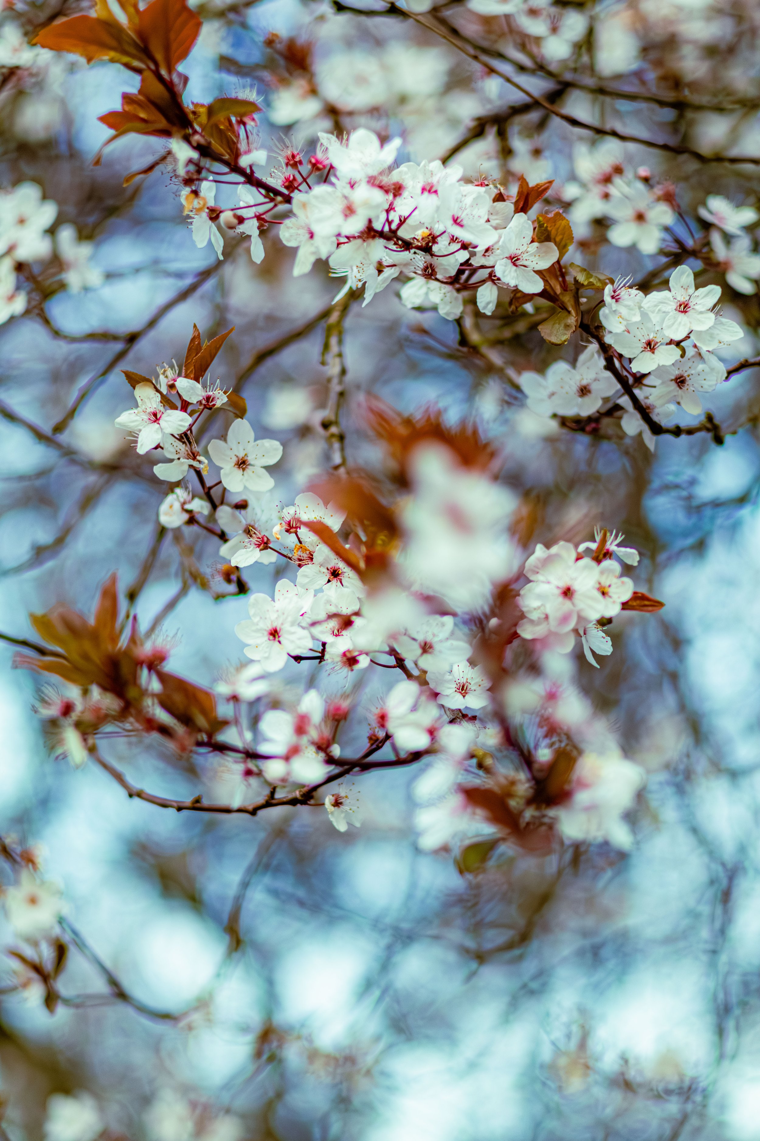 Spring in Littleborough - Elisha Harris, WorldHere 21.03.2026 (19 of 33).jpg