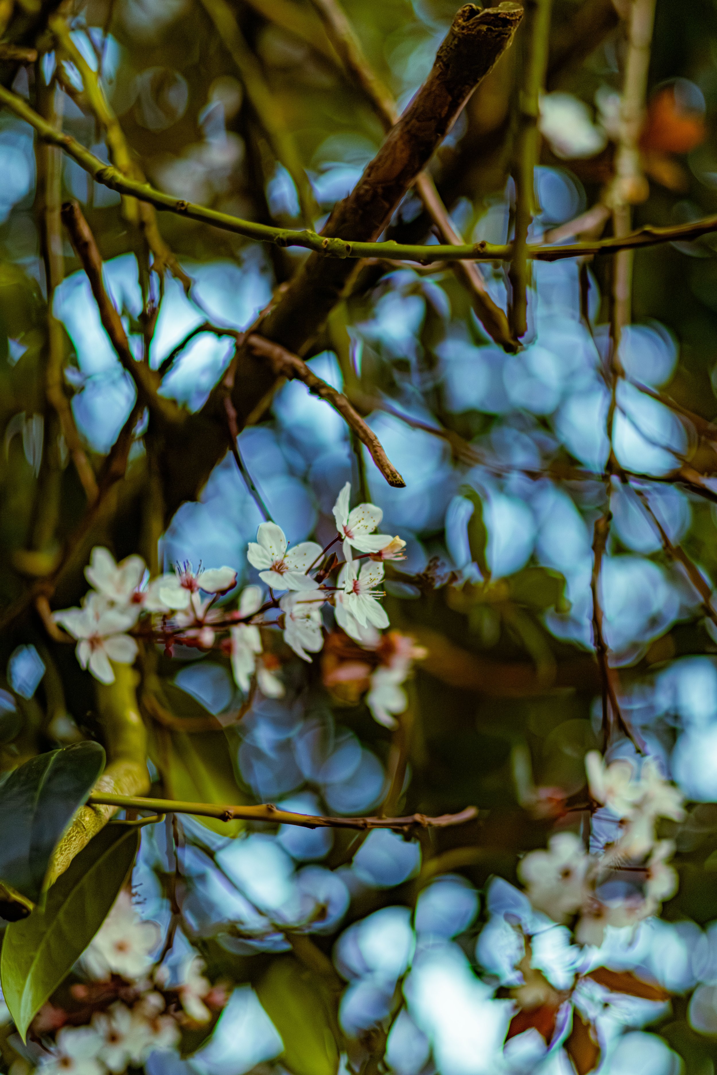 Spring in Littleborough - Elisha Harris, WorldHere 21.03.2026 (21 of 33).jpg