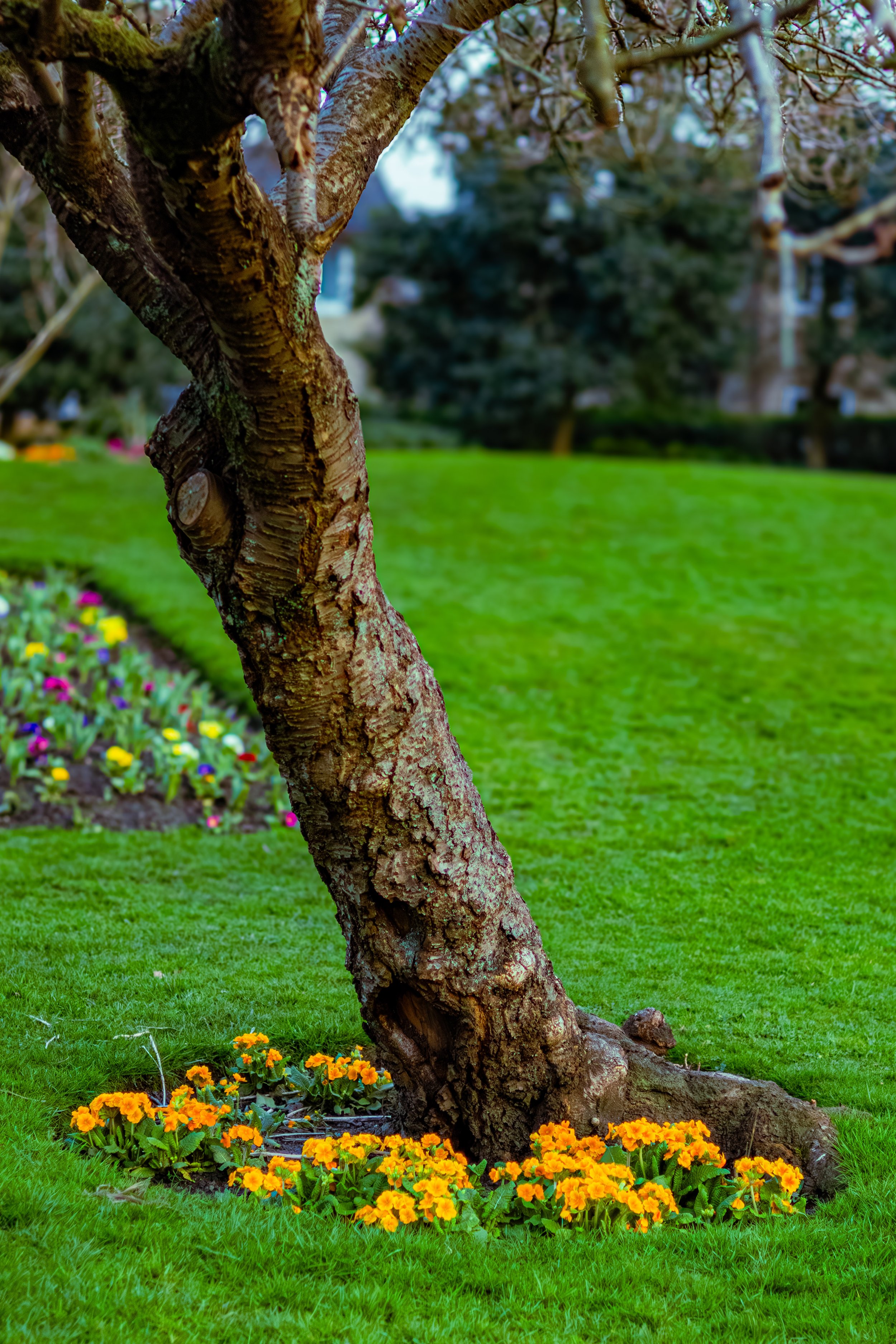 Spring in Littleborough - Elisha Harris, WorldHere 21.03.2026 (12 of 33).jpg